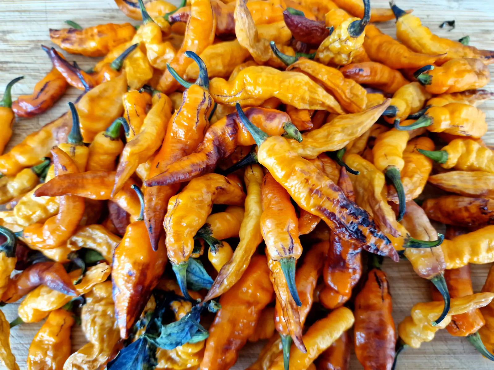 Orange Tiger Chilli Seeds - Image 14