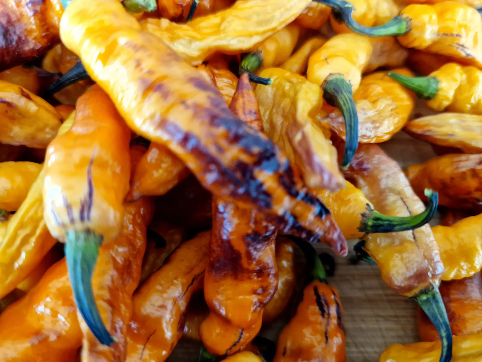 Orange Tiger Chilli Seeds - Image 15