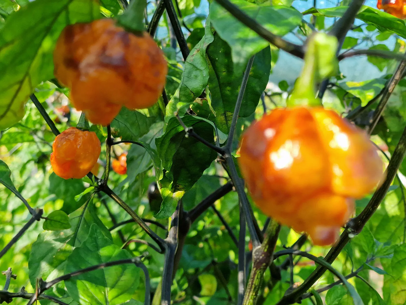 Pockmark Orange Chilli Seeds - Image 8