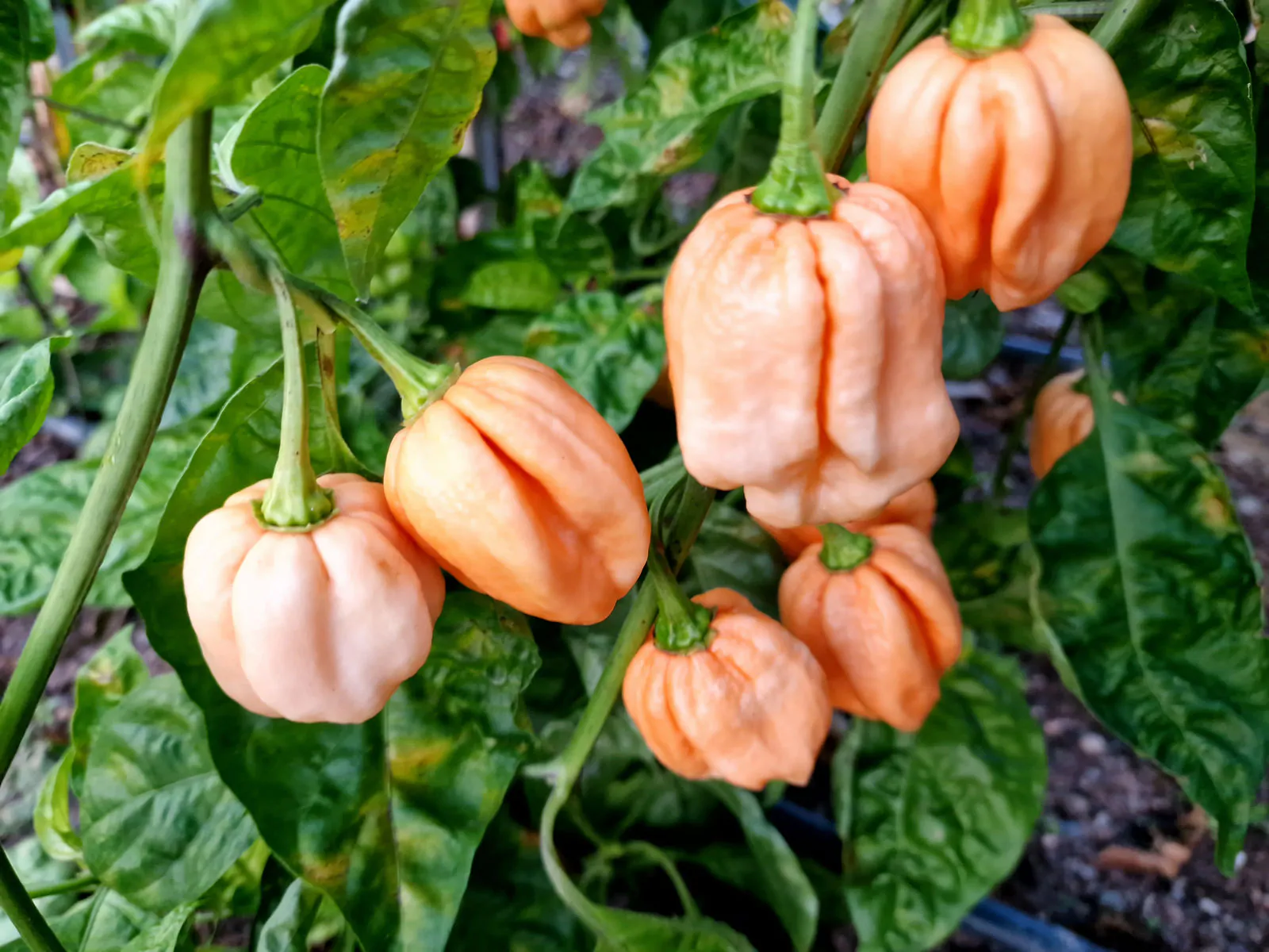 7 Pot Pink Chilli Seeds - Image 3