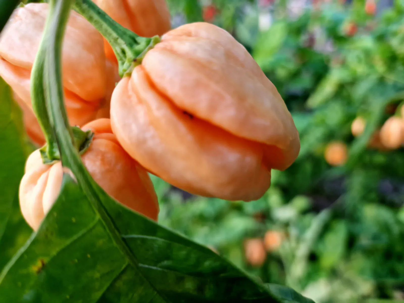 7 Pot Pink Chilli Seeds - Image 4