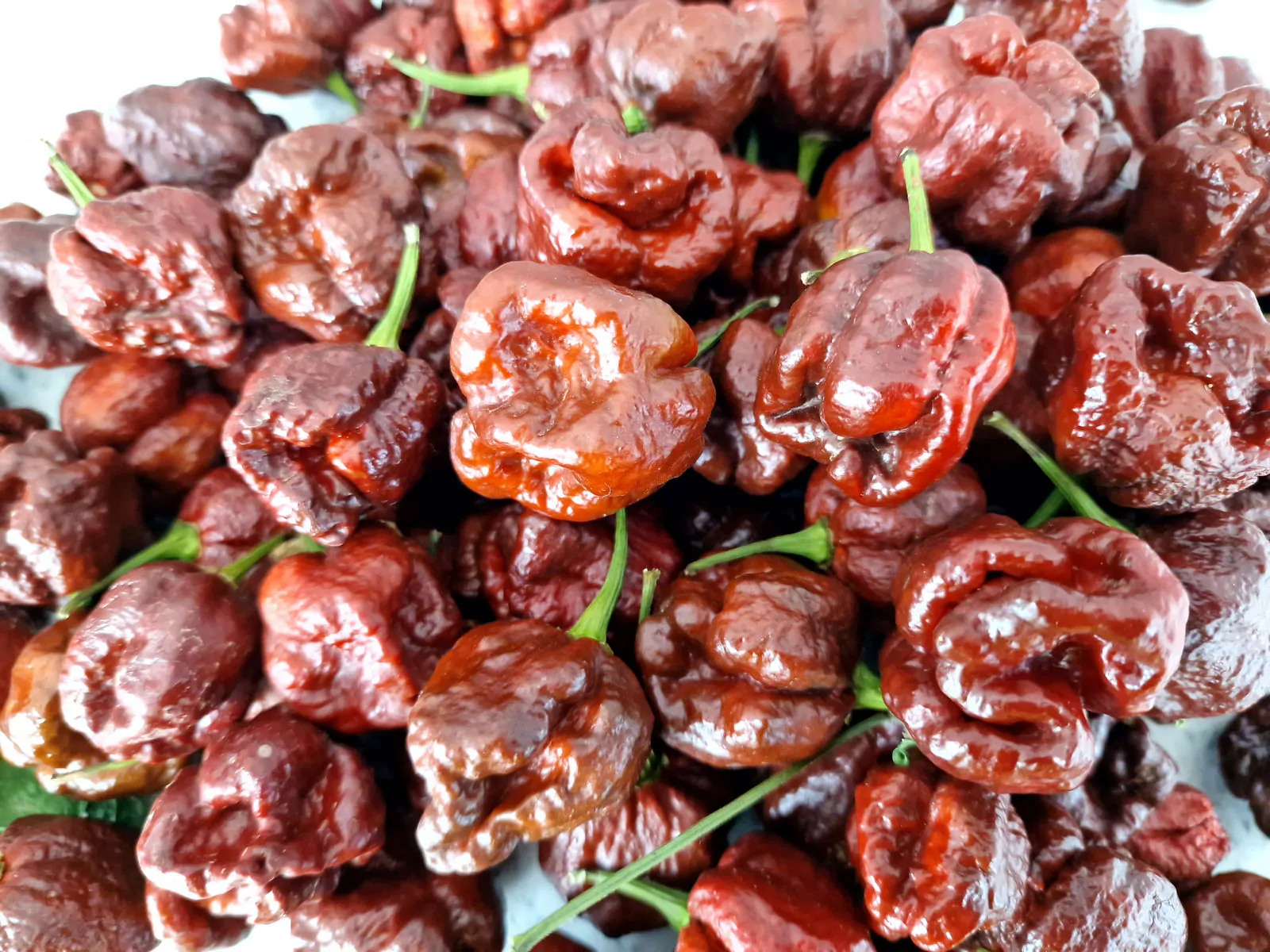 Trinidad Moruga Scorpion Chocolate - Image 3