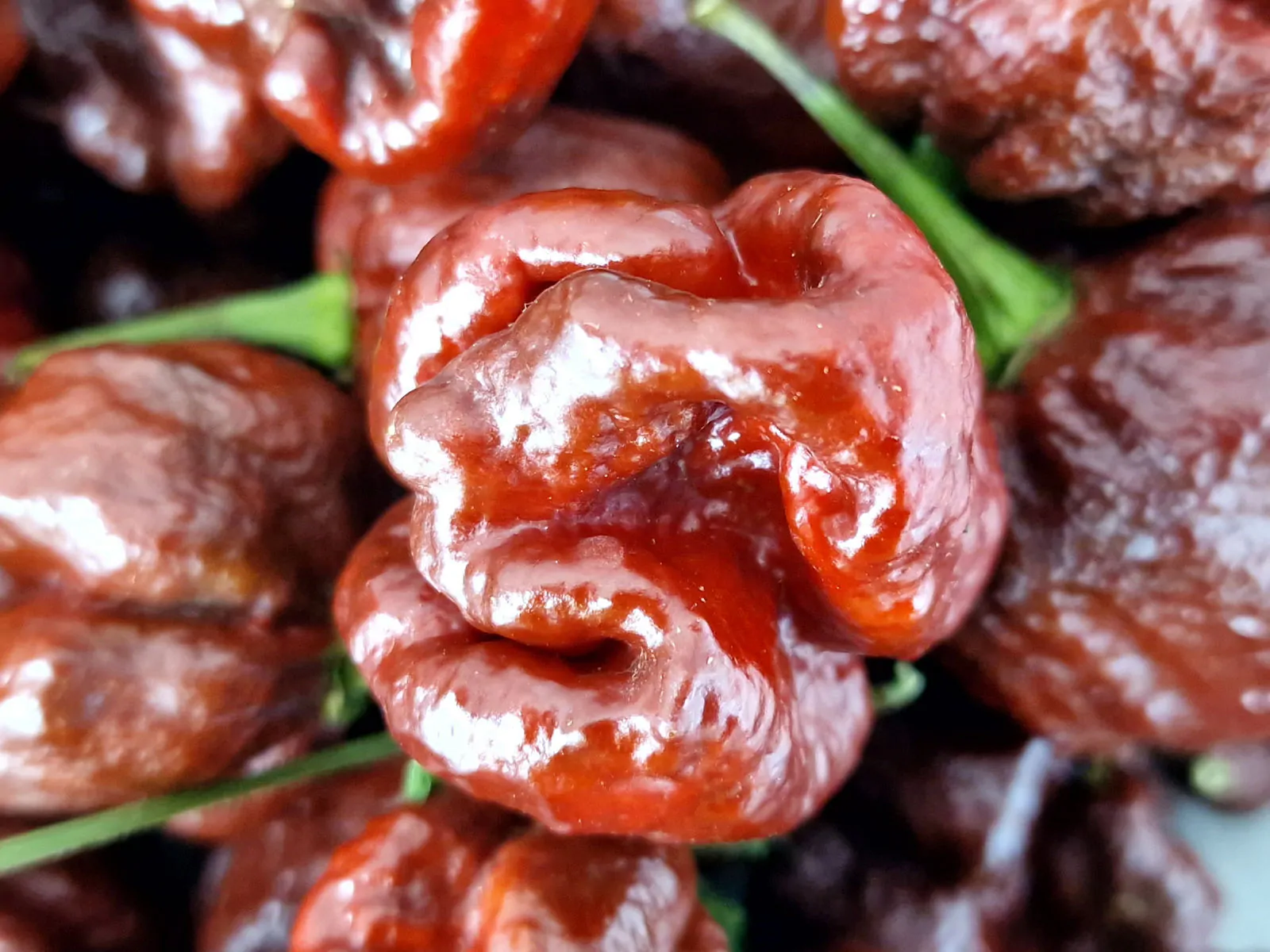 Trinidad Scorpion Moruga Chocolate Seeds