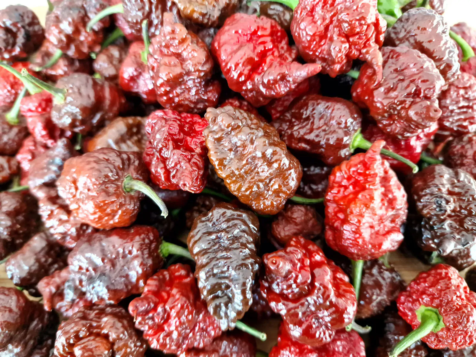 Testanera Chocolate Chilli Seeds - Image 11