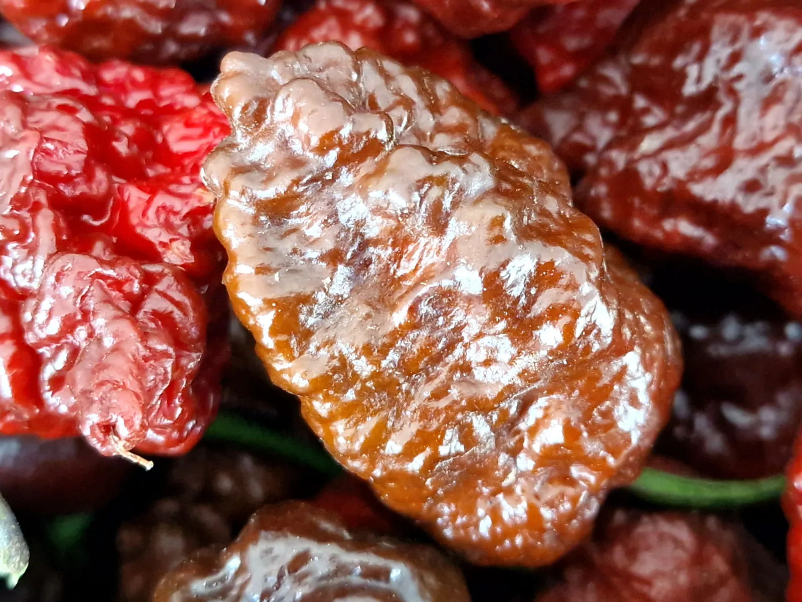 Testanera Chocolate Chilli Seeds - Image 3
