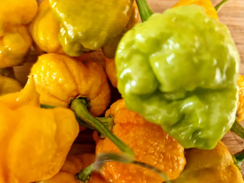 White Hot Lime Chilli Seeds - Image 7