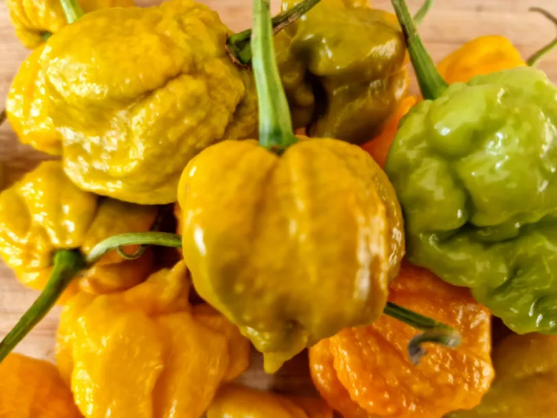White Hot Lime Chilli Seeds