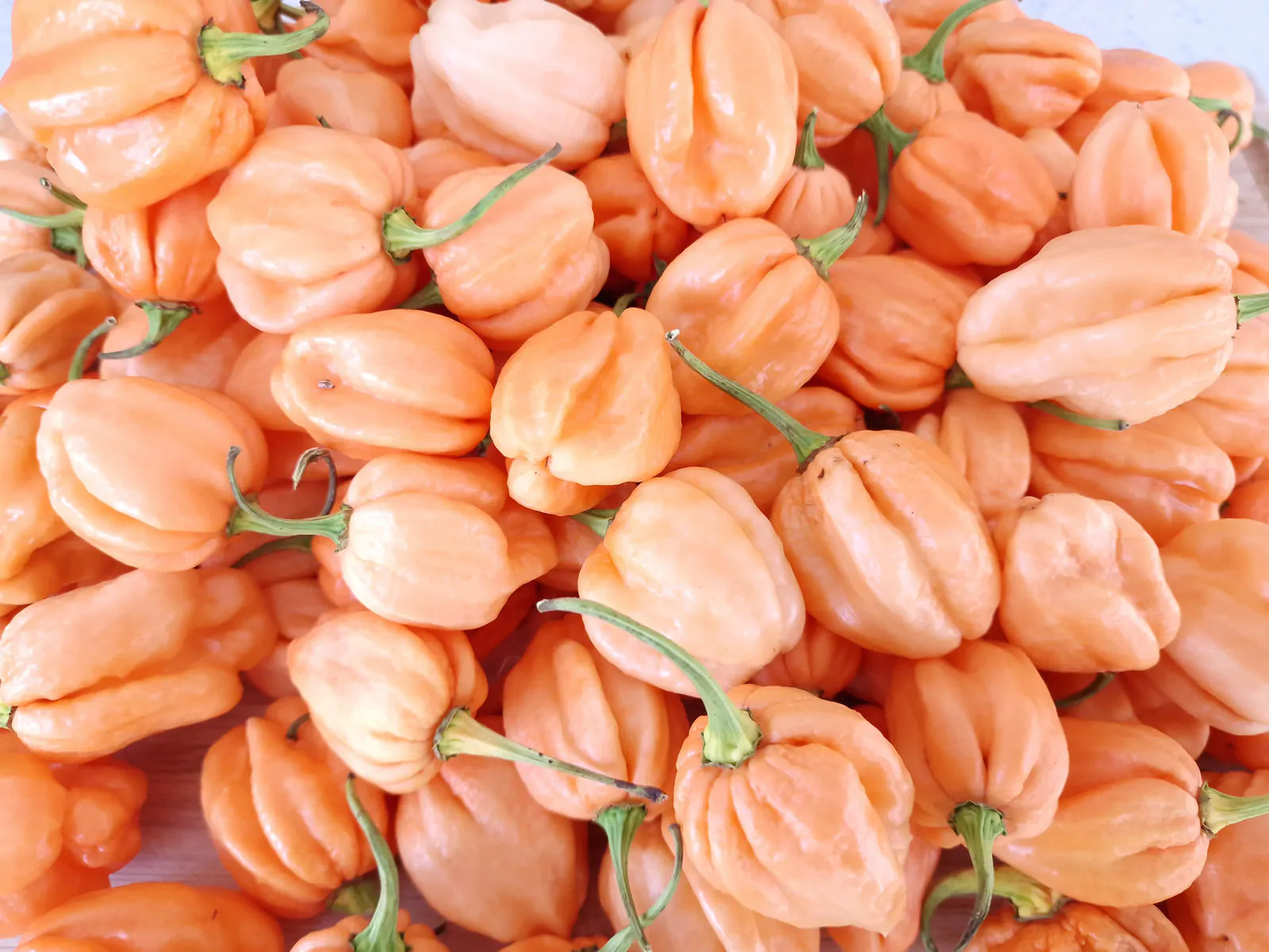 7 Pot Pink Chilli Seeds - Image 6