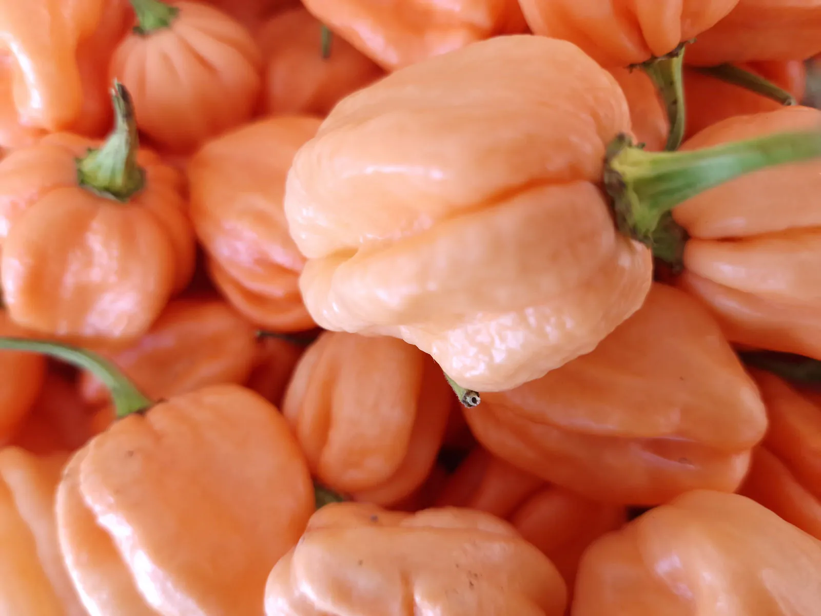 7 Pot Pink Chilli Seeds - Image 8