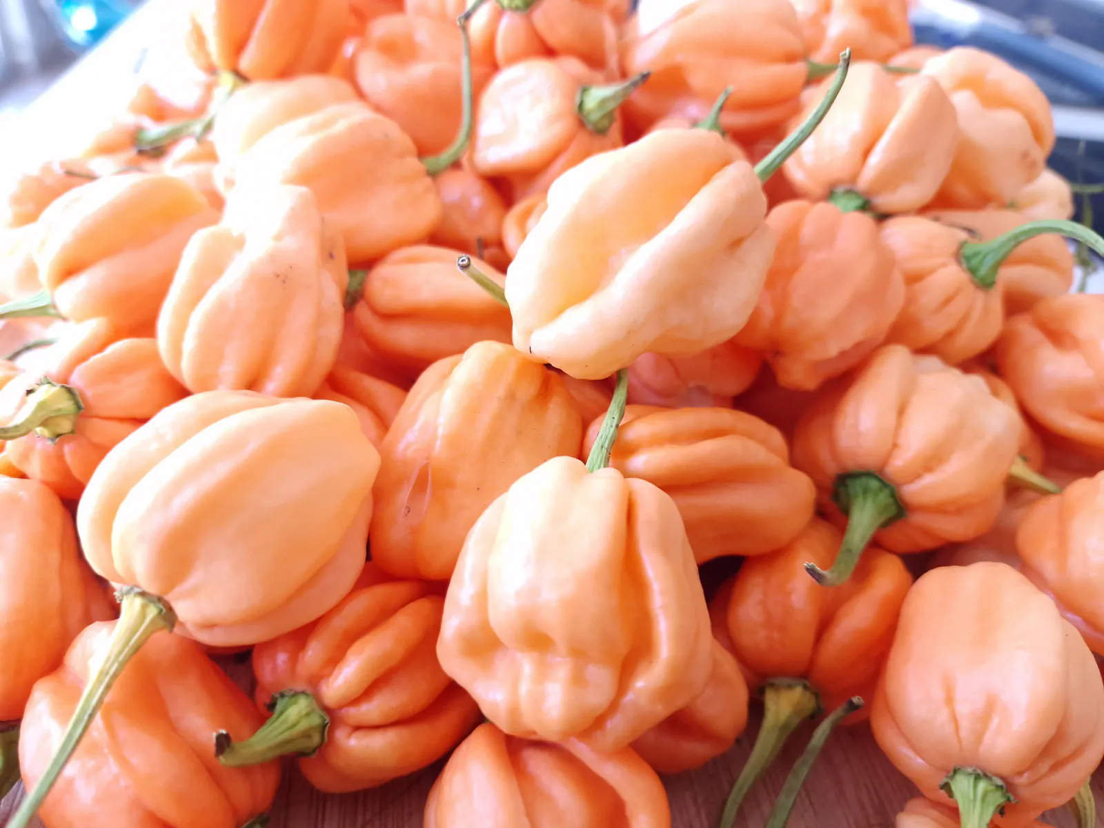 7 Pot Pink Chilli Seeds - Image 2