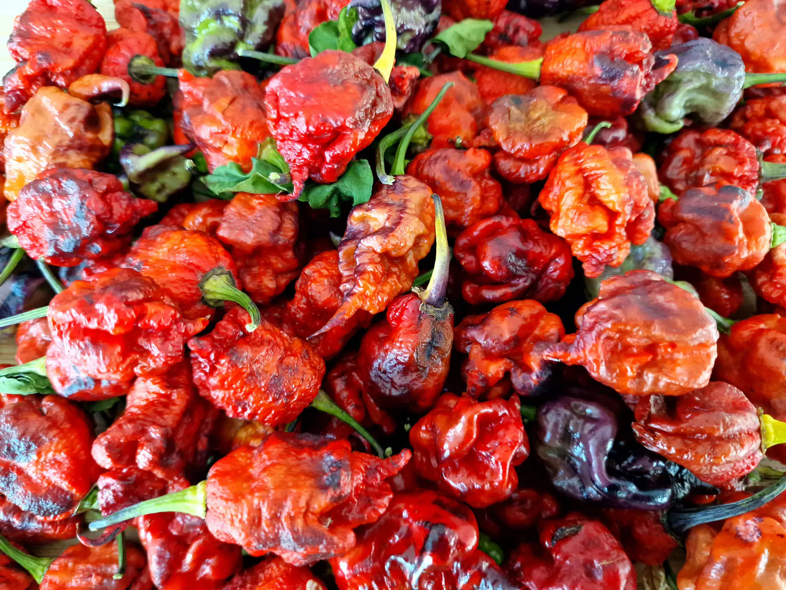 Purple Death Chilli Seeds - Image 15