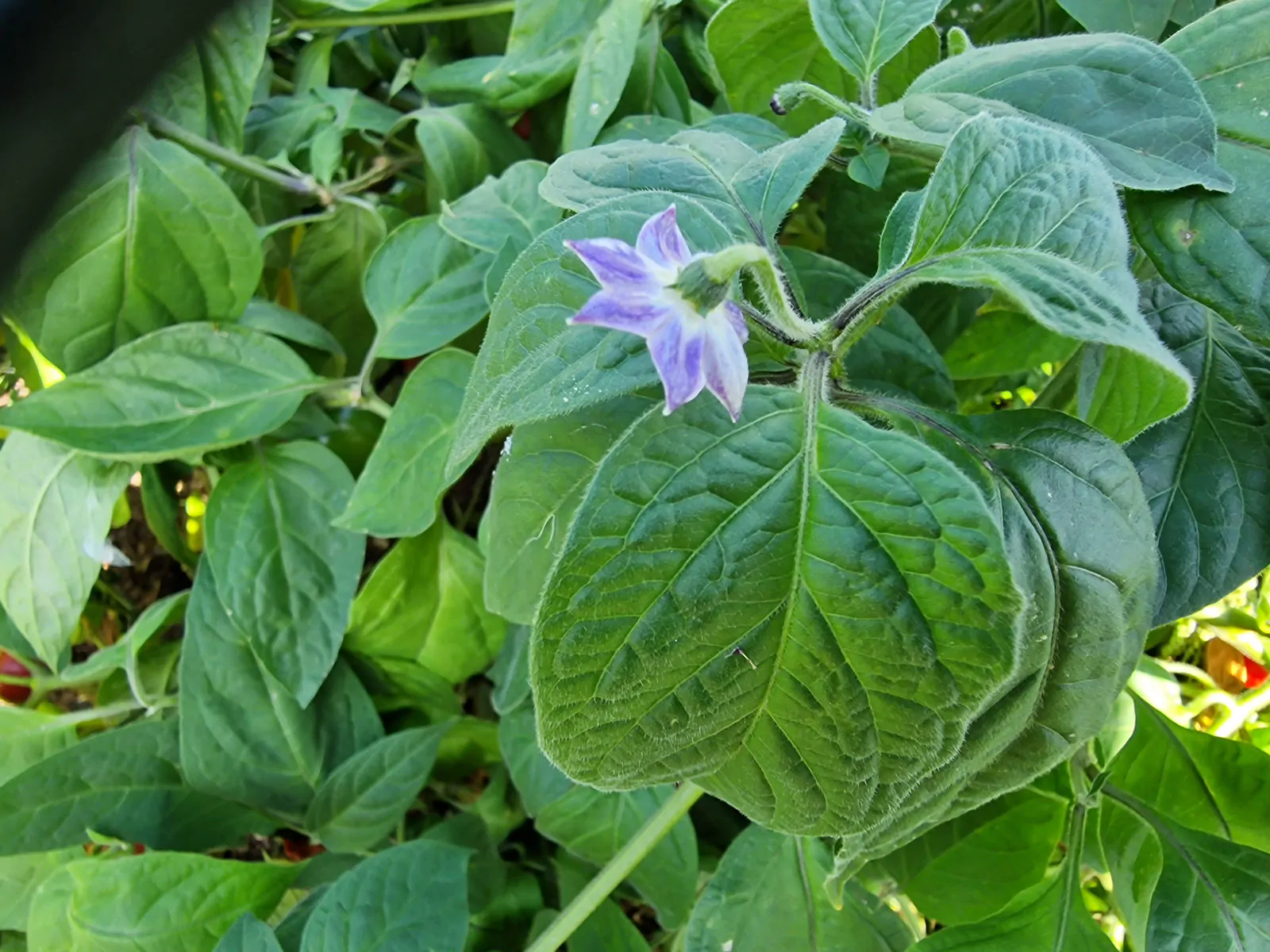 Rocoto Red Chilli Seeds - Image 4