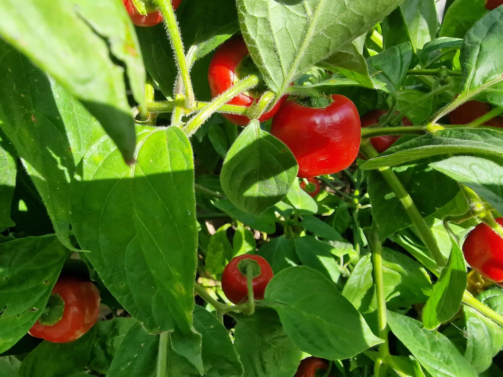 Rocoto Red Chilli Seeds - Image 6