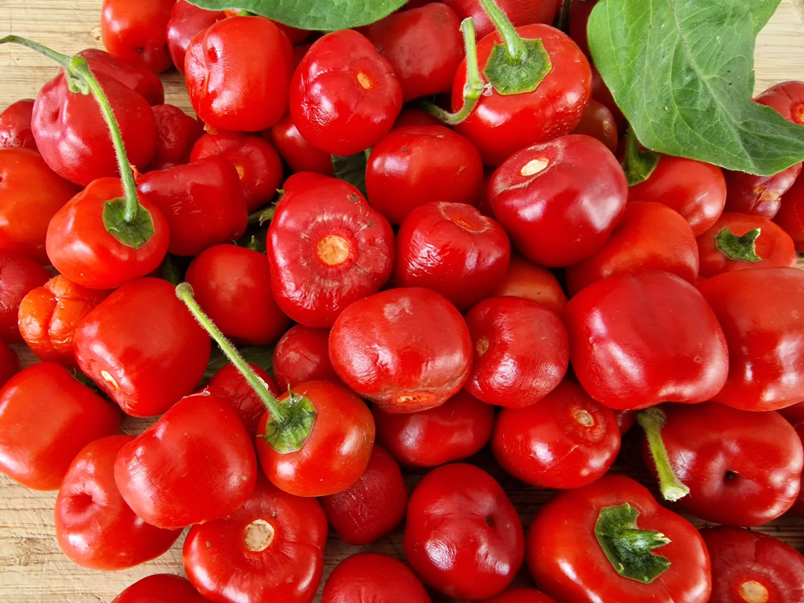 Rocoto Red Chilli Seeds - Image 8