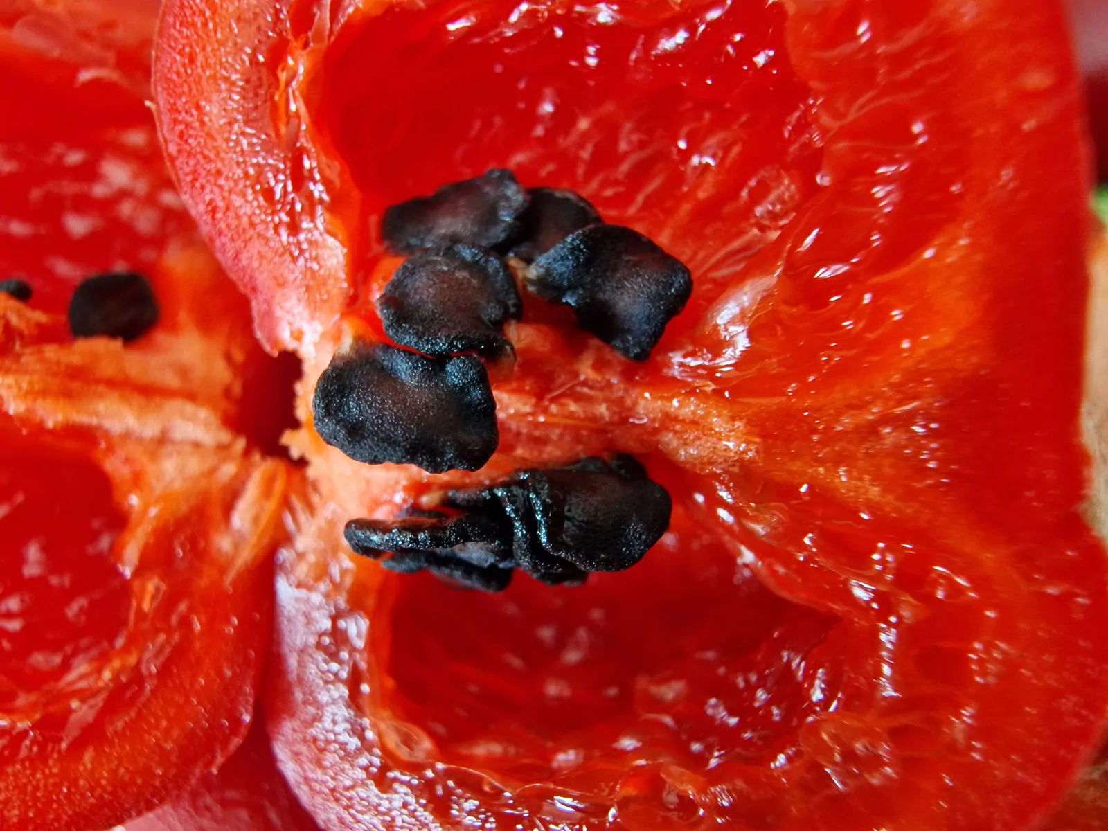 Rocoto Red Chilli Seeds - Image 7