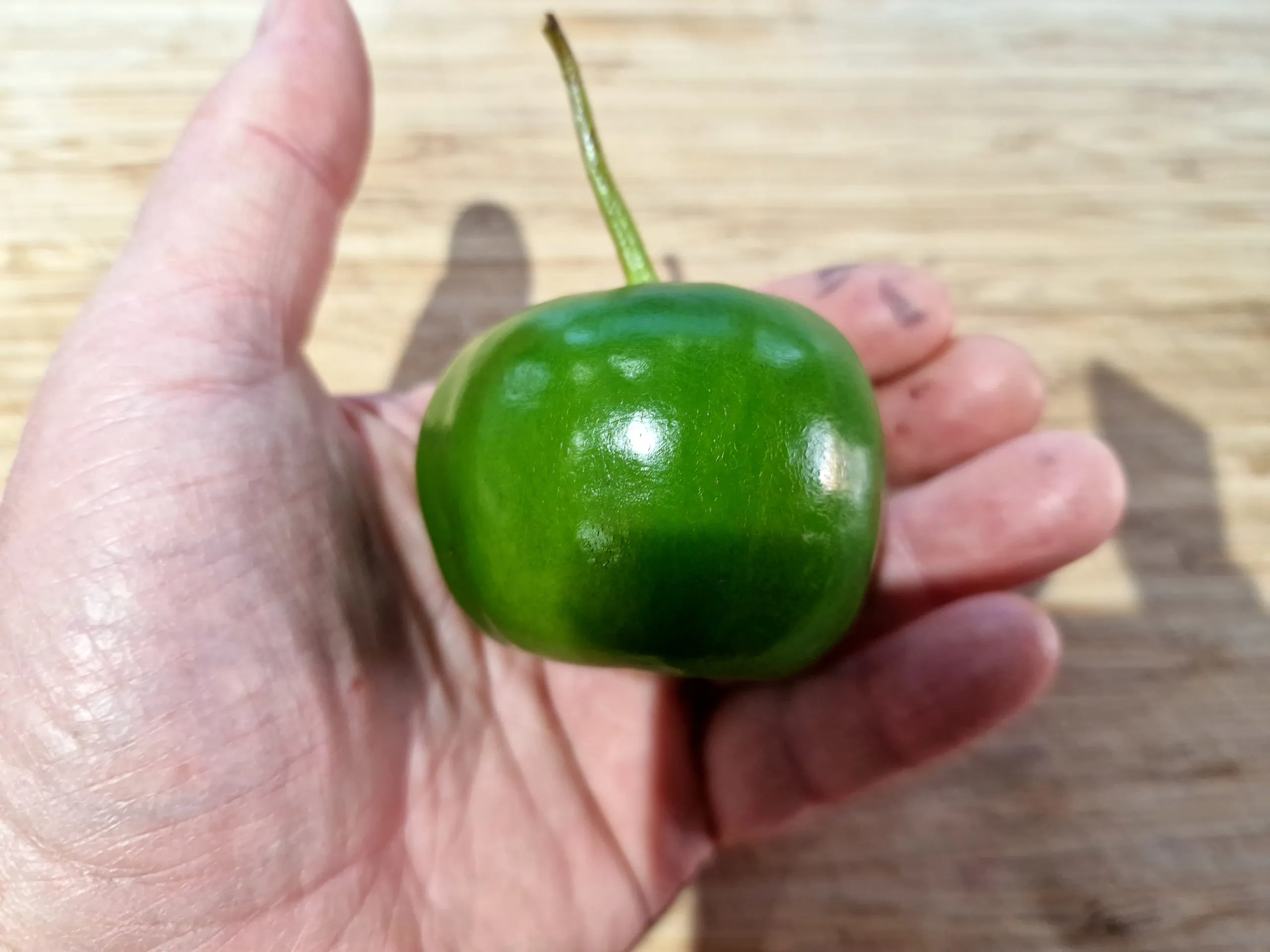 Giant Rocoto Chilli Seeds - Image 2