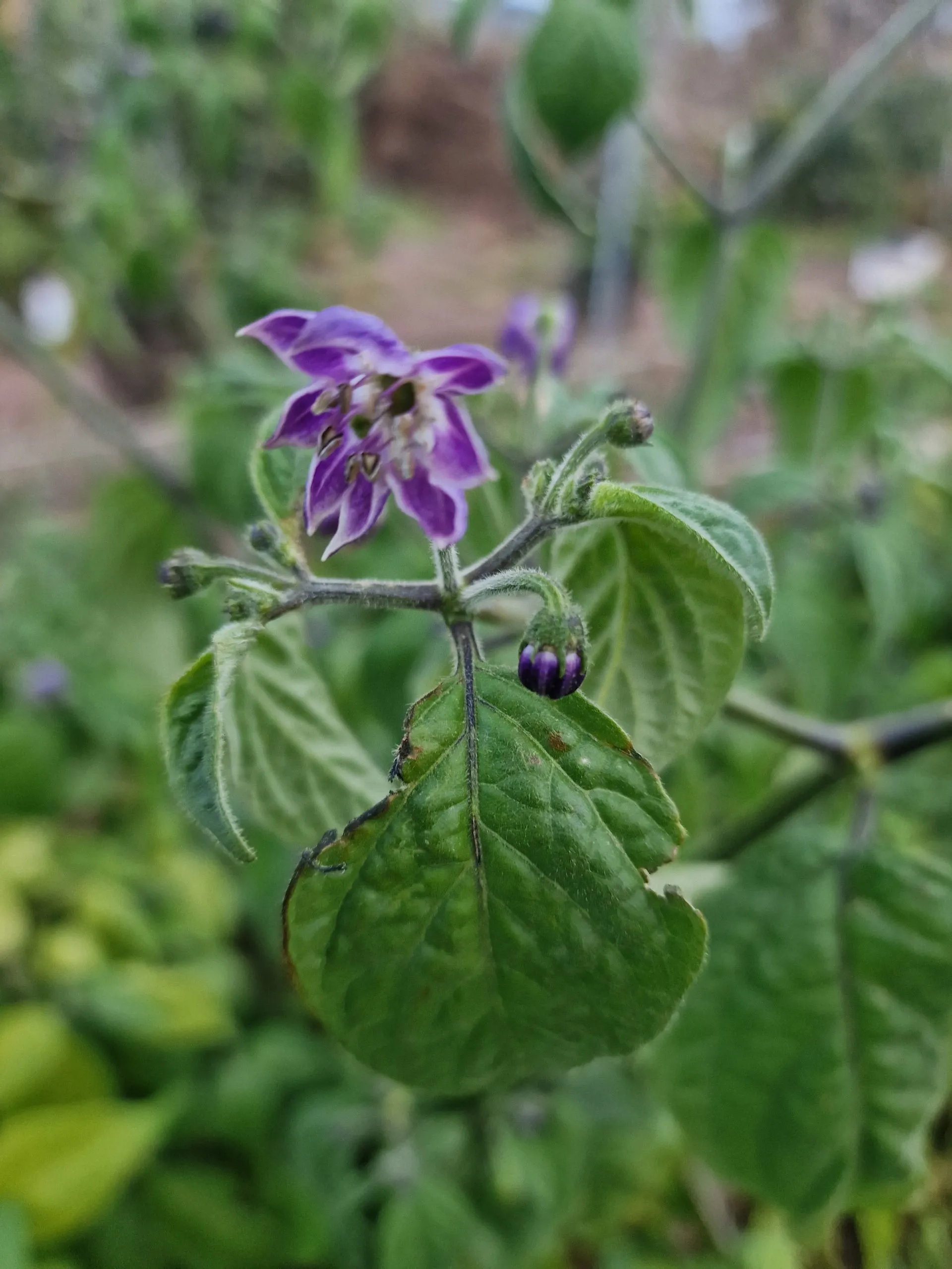 Giant Rocoto Chilli Seeds - Image 3