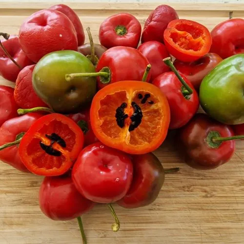 Giant Rocoto Chilli Seeds