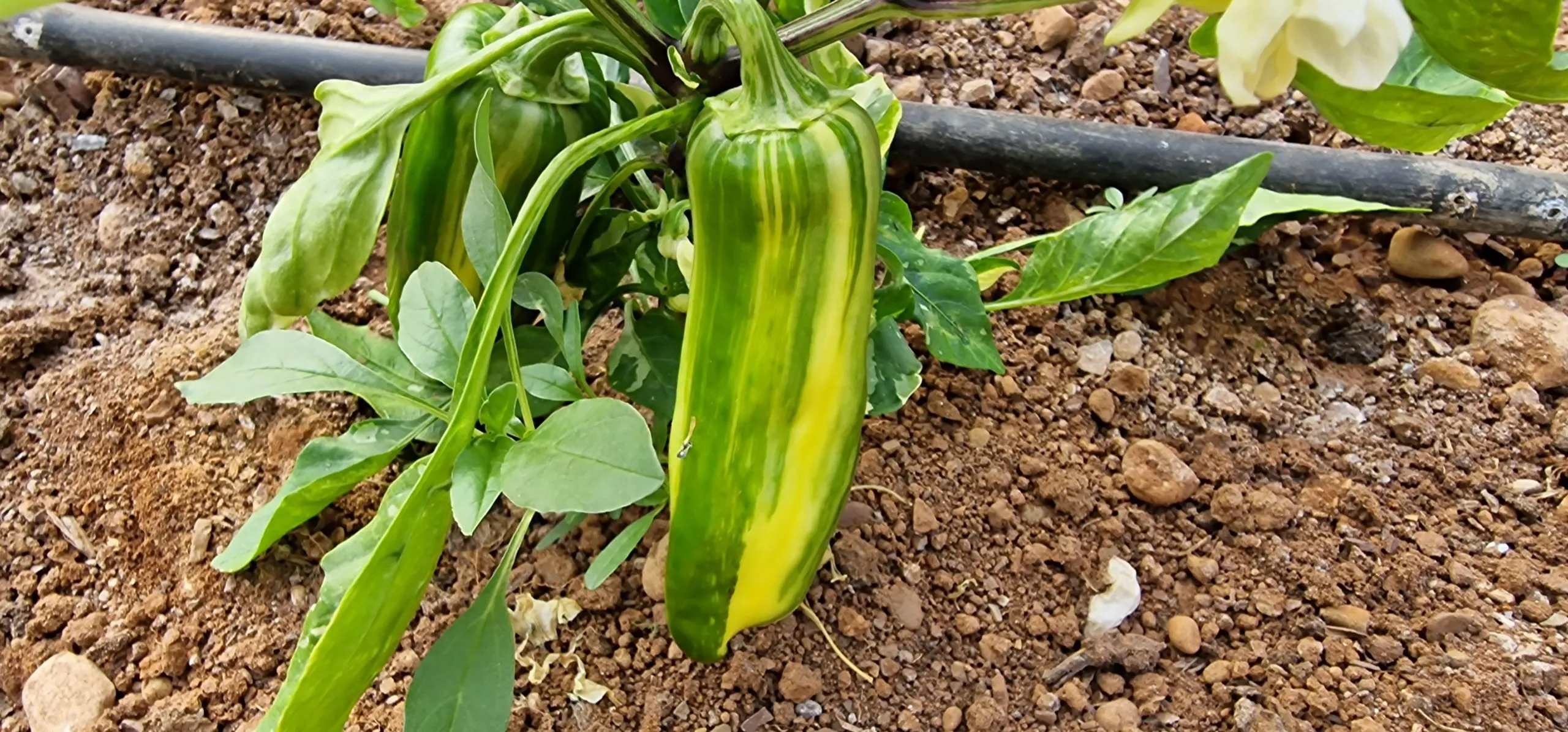 Candy Cane Chocolate Cherry Pepper Seeds - Image 3