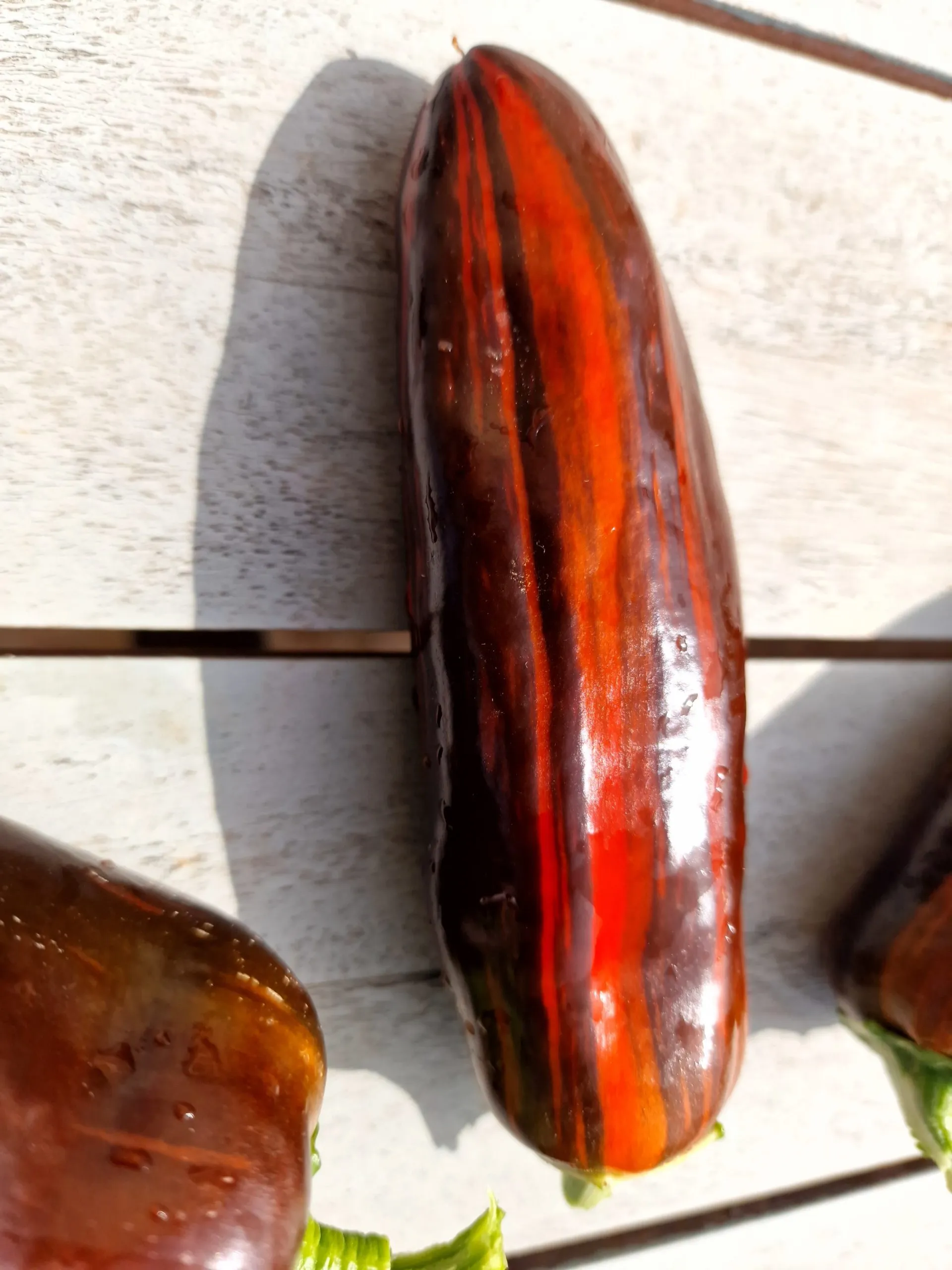 Candy Cane Chocolate Cherry Pepper Seeds - Image 9