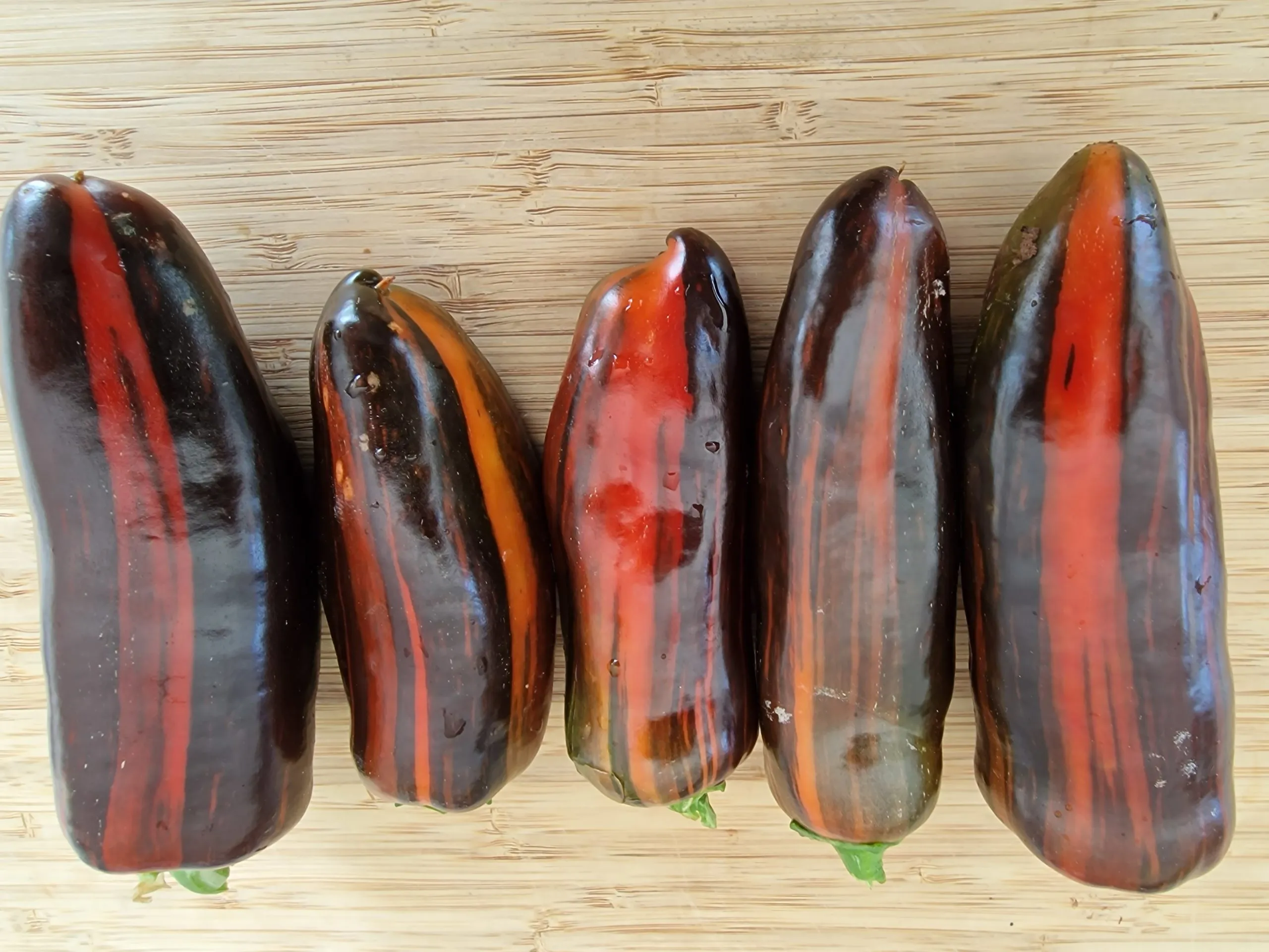 Candy Cane Chocolate Cherry Pepper Seeds - Image 12