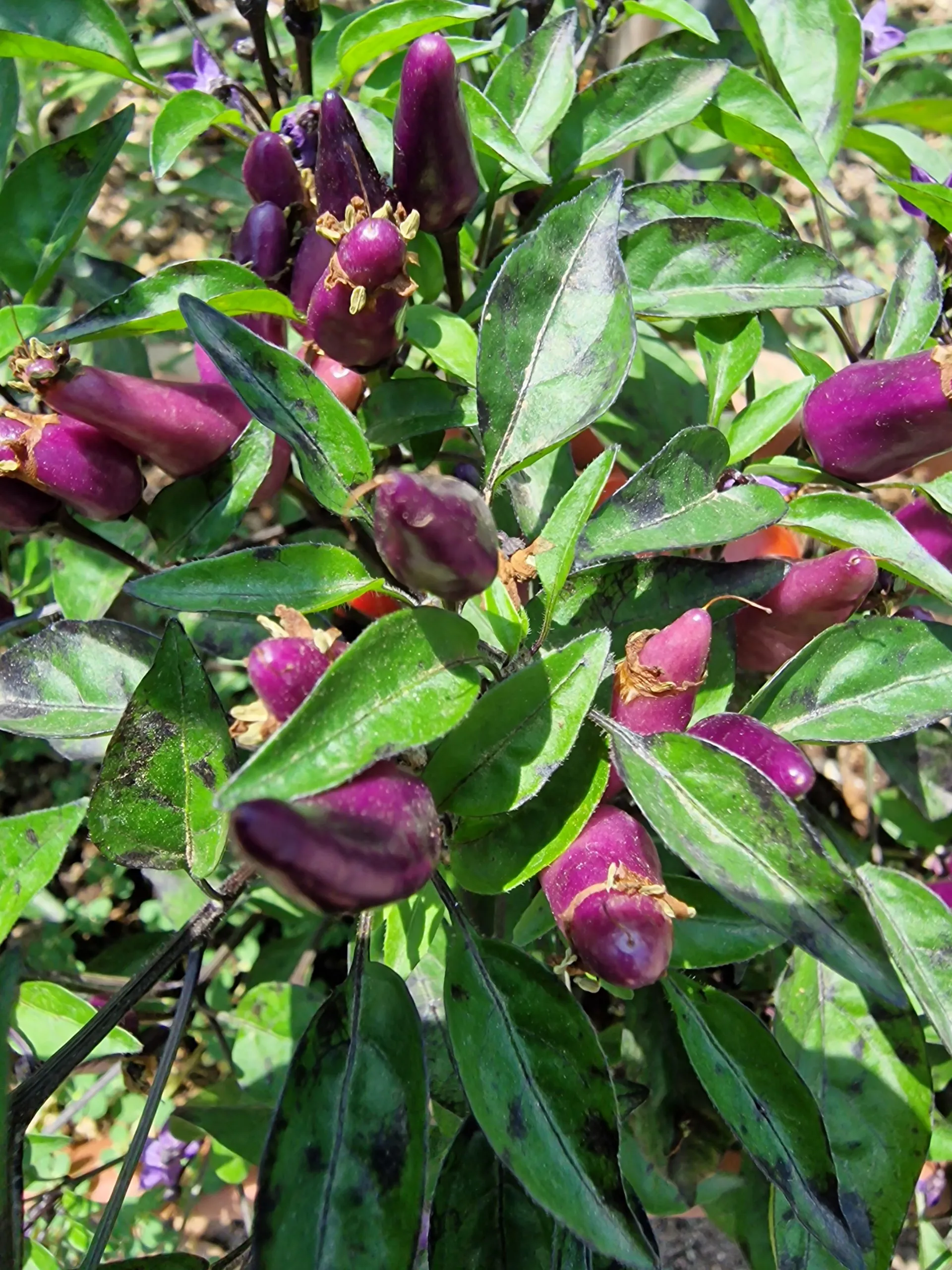 Purple Thai Chilli Seeds - Image 4