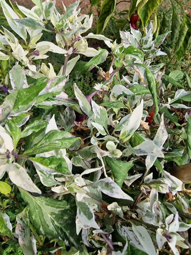 Fish Pepper Chilli Seeds - Image 2