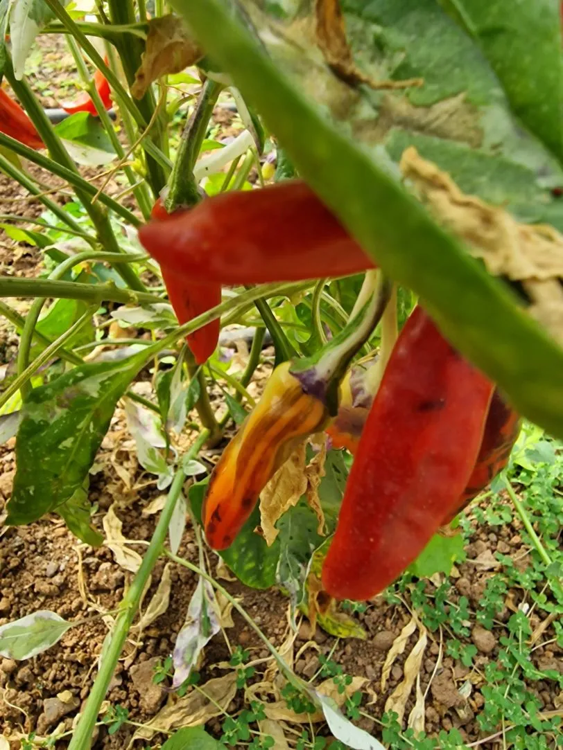 Fish Pepper Chilli Seeds - Image 4
