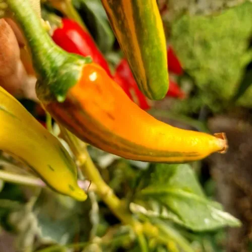 Fish Pepper Chilli Seeds