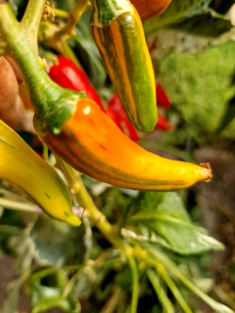 Fish Pepper Chilli Seeds