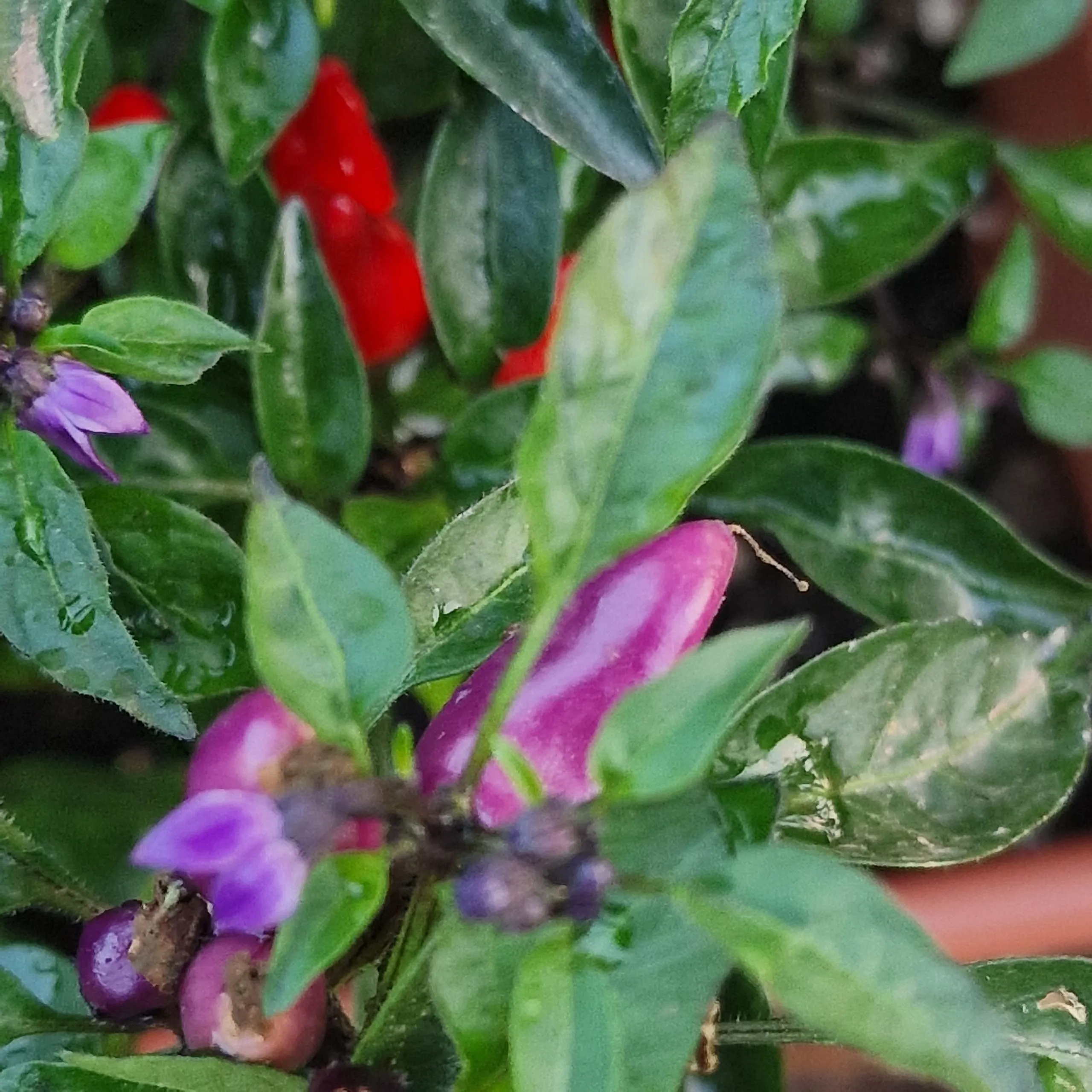 Purple Thai Chilli Seeds - Image 2