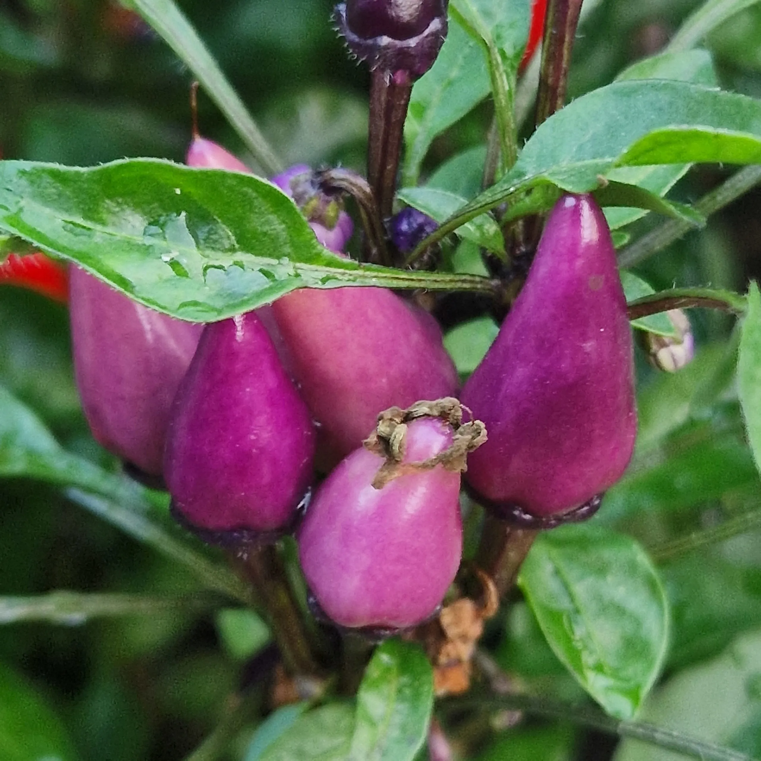 Purple Thai Chilli Seeds - Image 3
