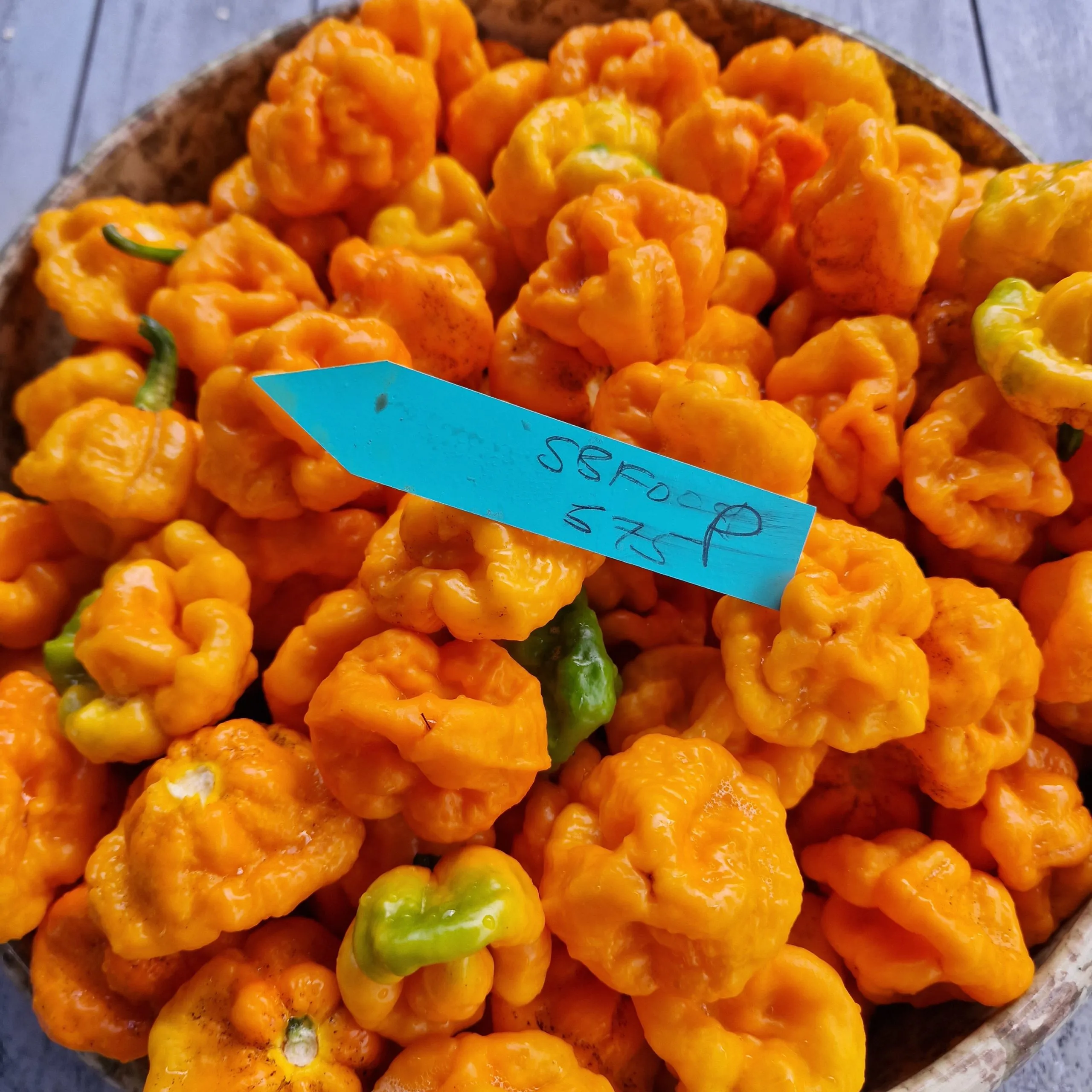 Scotch Bonnet Foodarama Yellow Chilli Seeds - Image 4