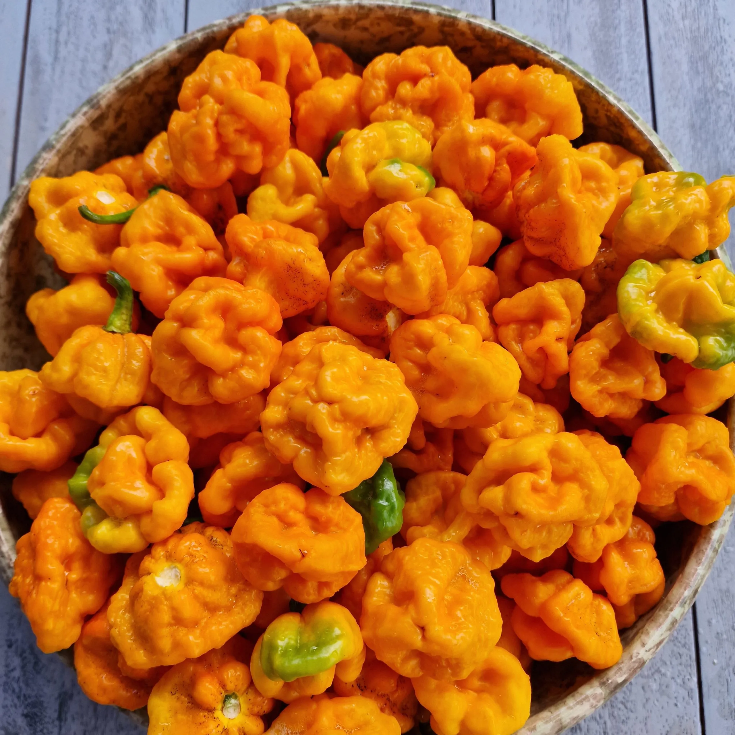 Scotch Bonnet Foodarama Yellow Chilli Seeds