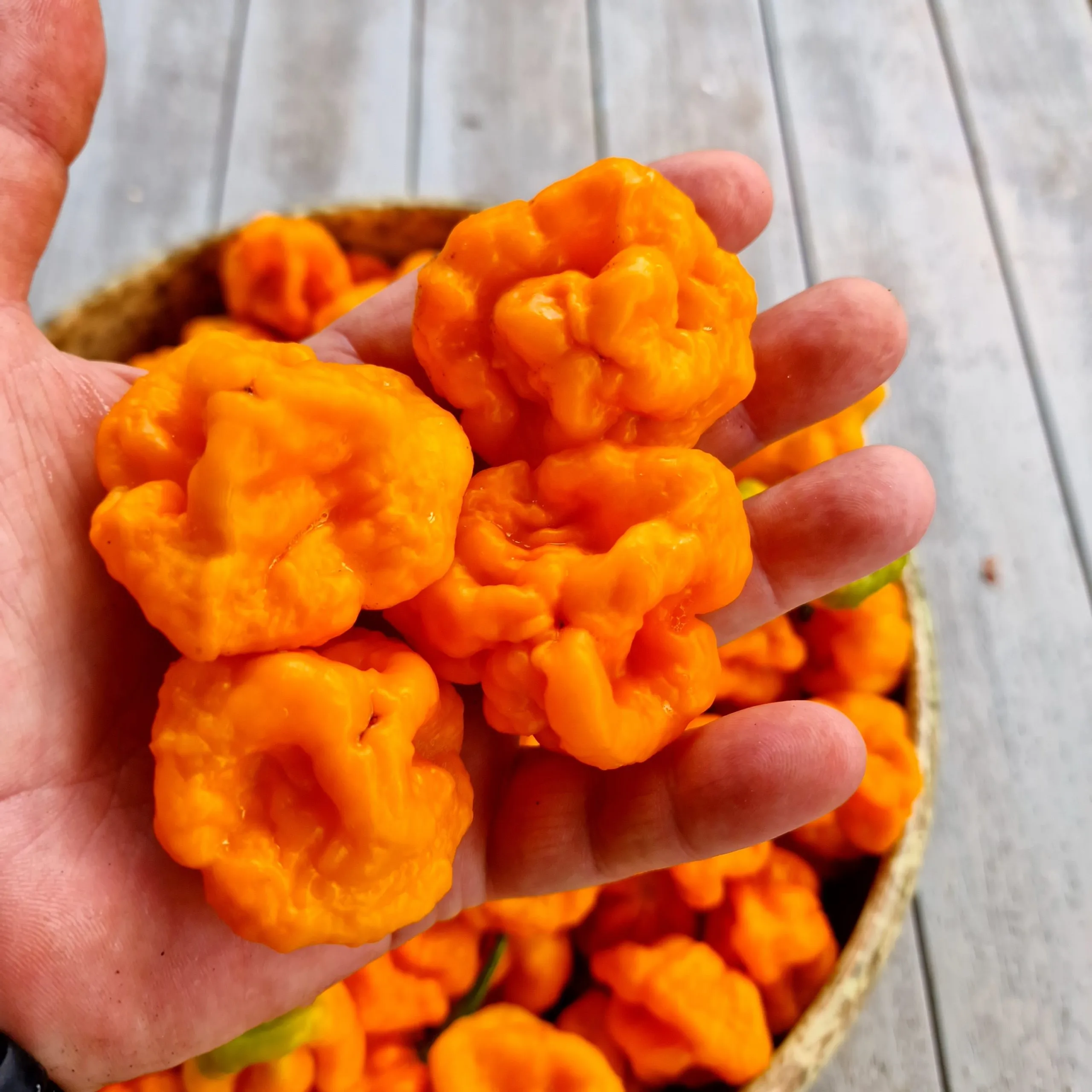 Scotch Bonnet Foodarama Yellow Chilli Seeds - Image 5