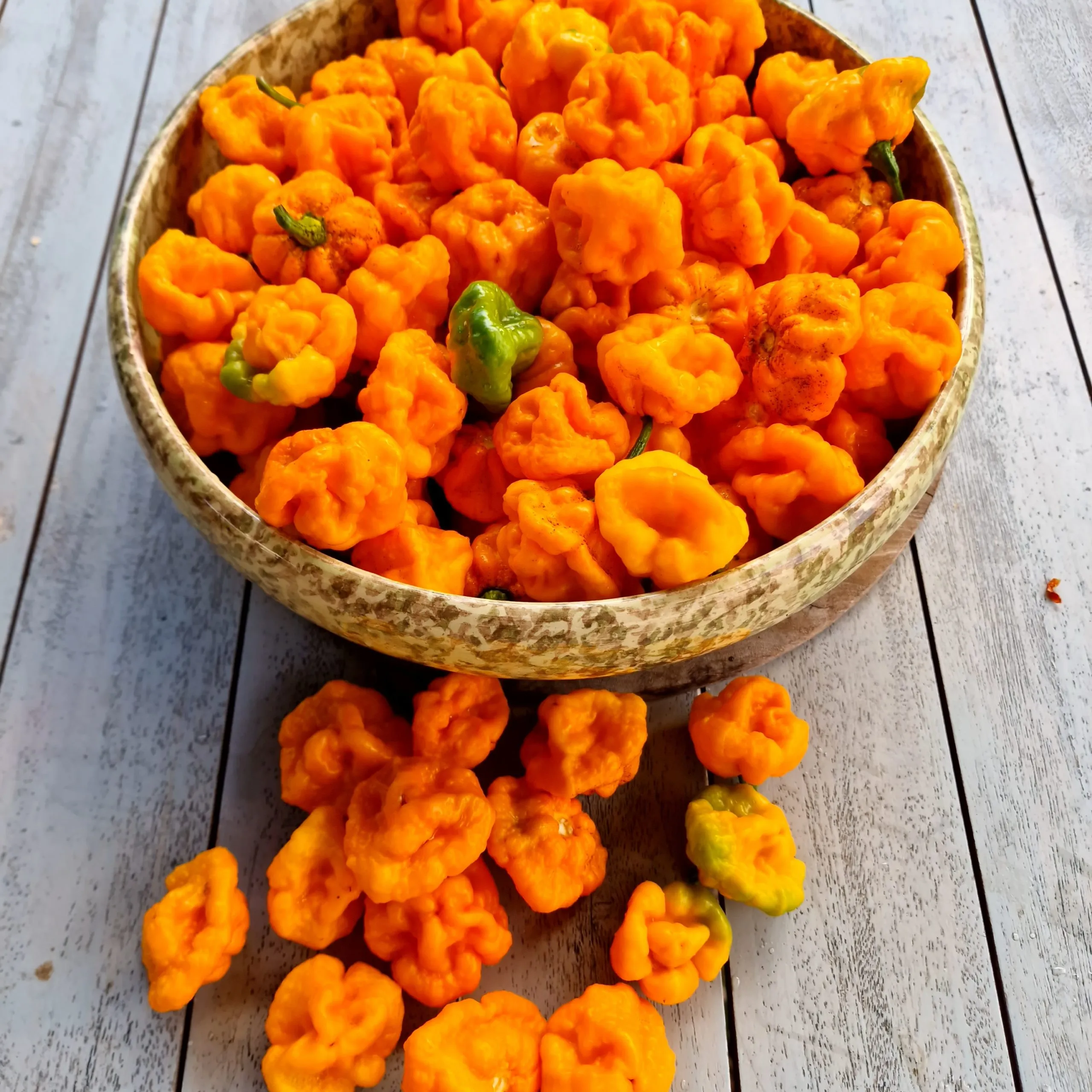 Scotch Bonnet Foodarama Yellow Chilli Seeds - Image 2