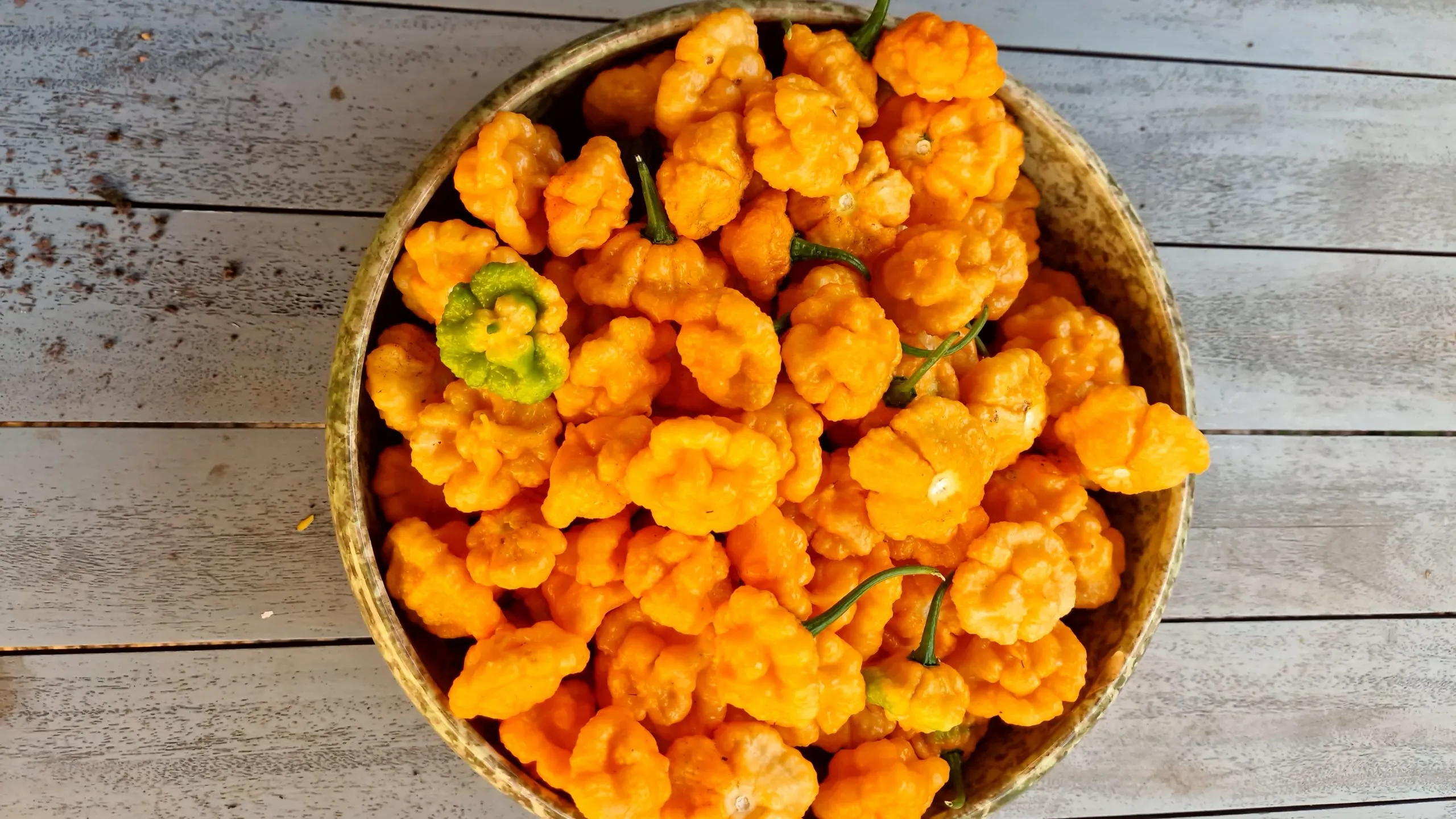 Khang Starr Peach Starrkist Chilli Seeds - Image 10