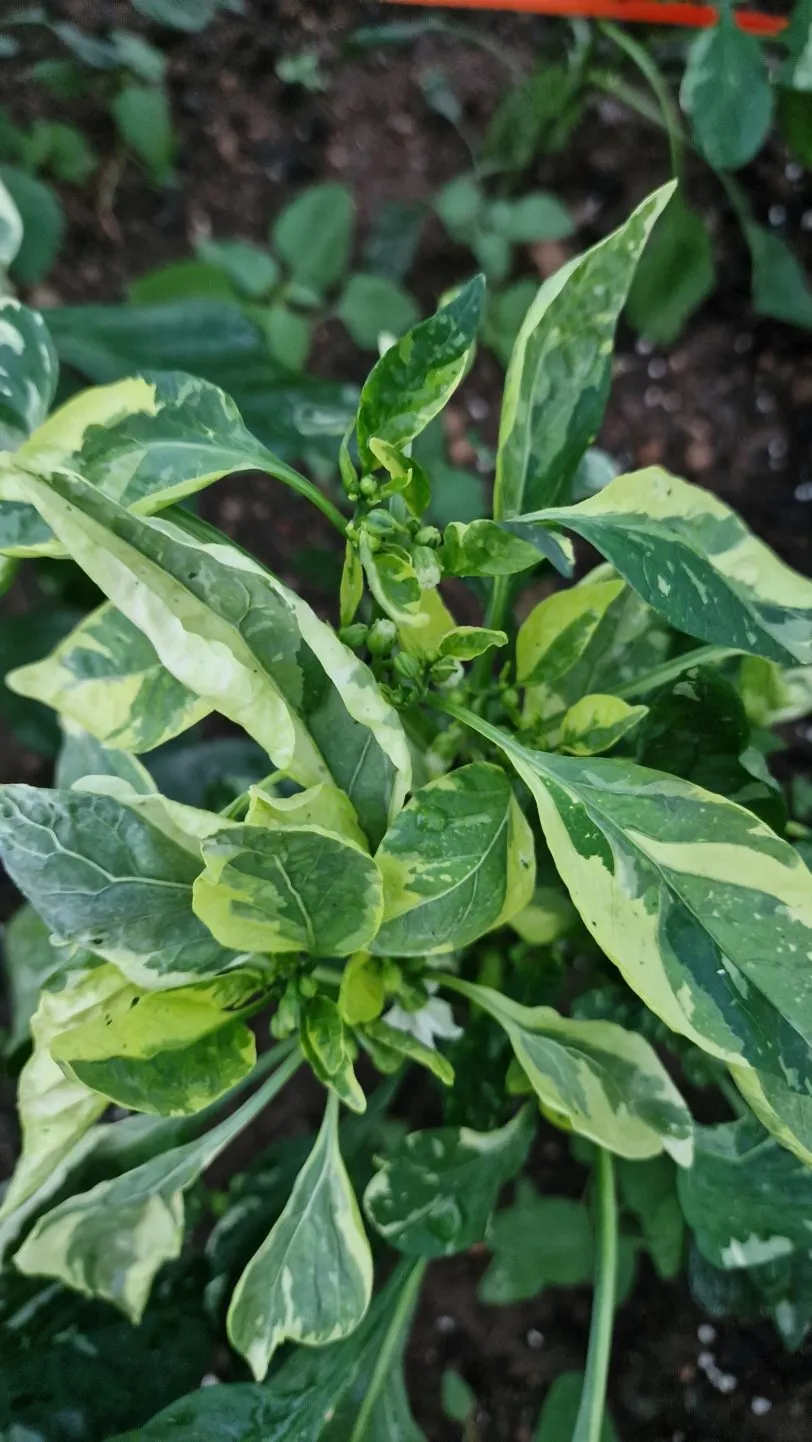 Candy Cane Chocolate Cherry Pepper Seeds - Image 10