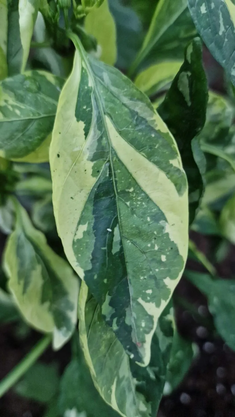 Candy Cane Chocolate Cherry Pepper Seeds - Image 7