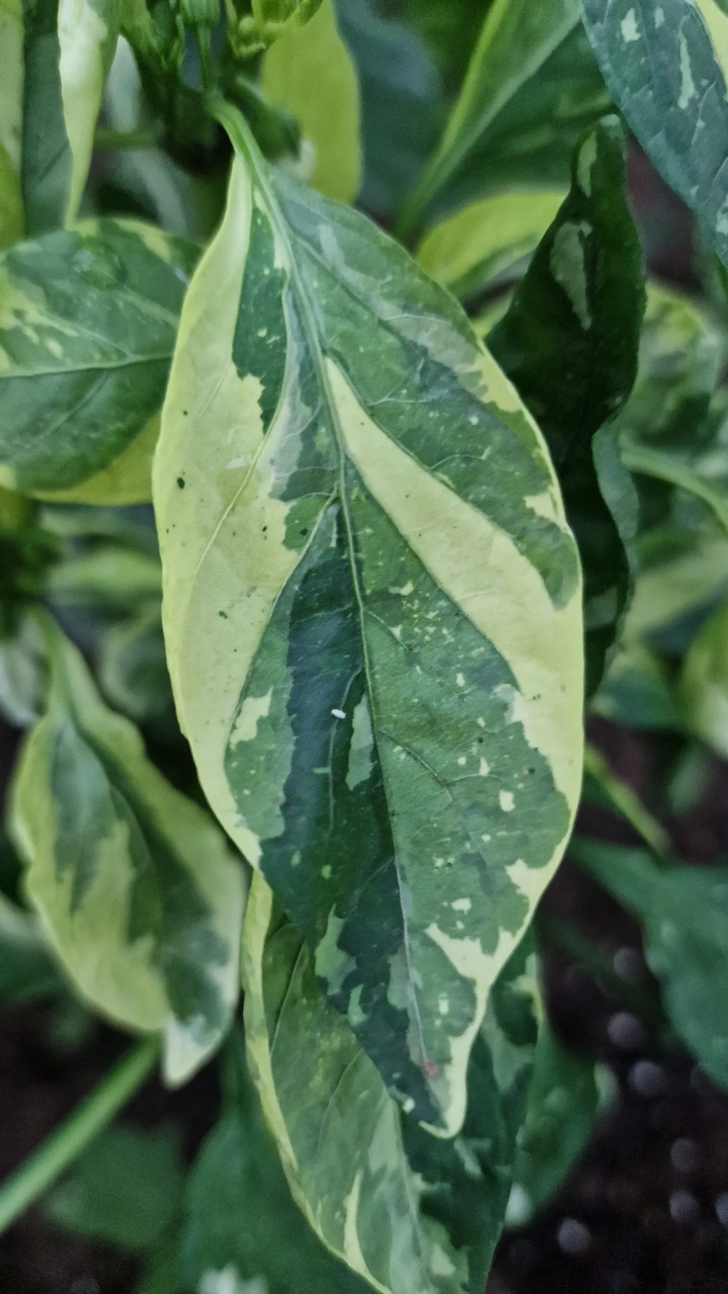 Candy Cane Chocolate Cherry Pepper Seeds - Image 7