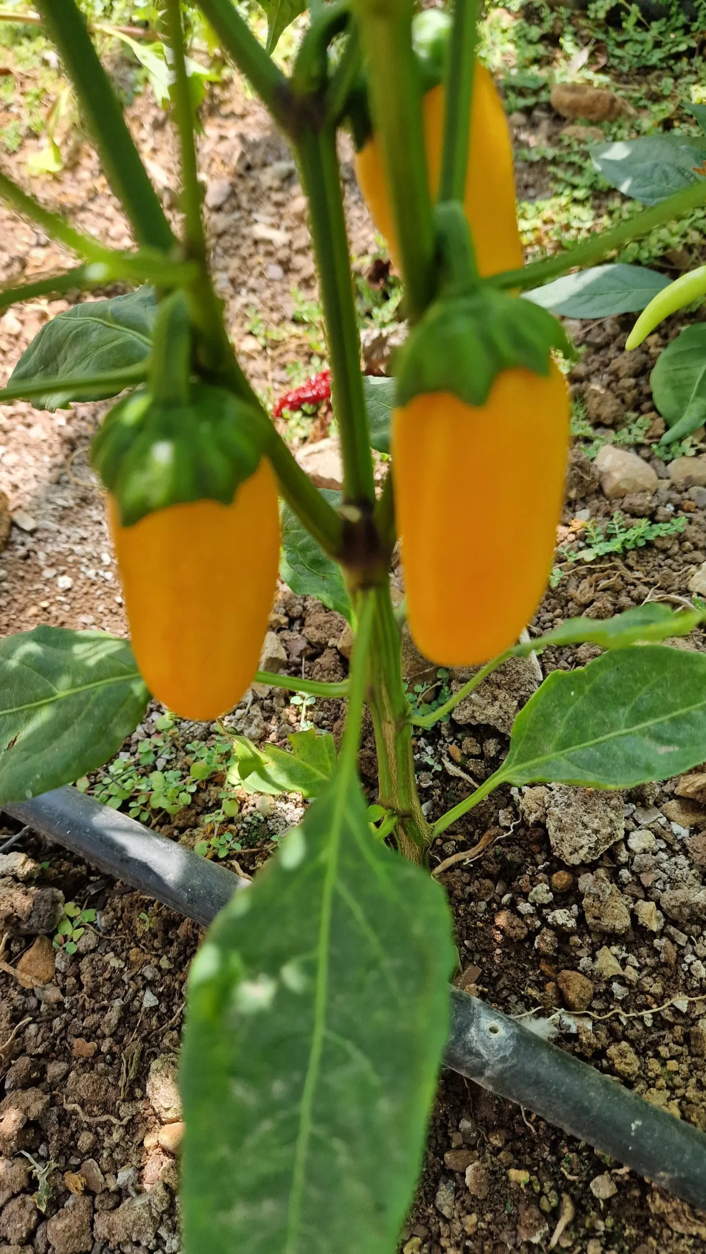 Jalapeno Numex Pumpkin Spice Chilli Seeds - Image 3