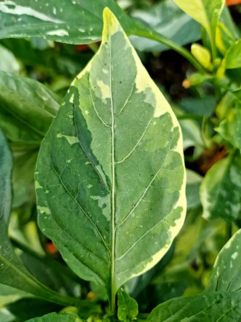 Candy Cane Chocolate Cherry Pepper Seeds - Image 17