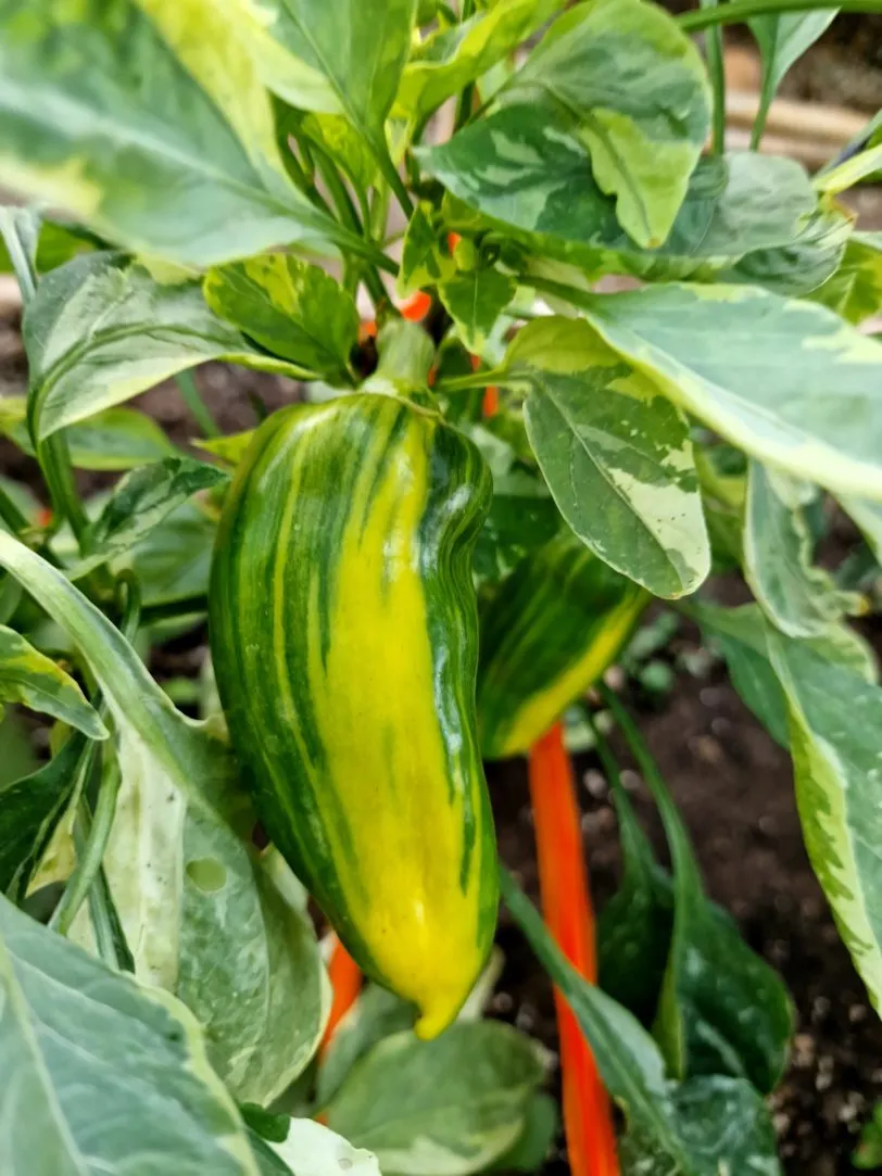 Candy Cane Chocolate Cherry Pepper Seeds - Image 18