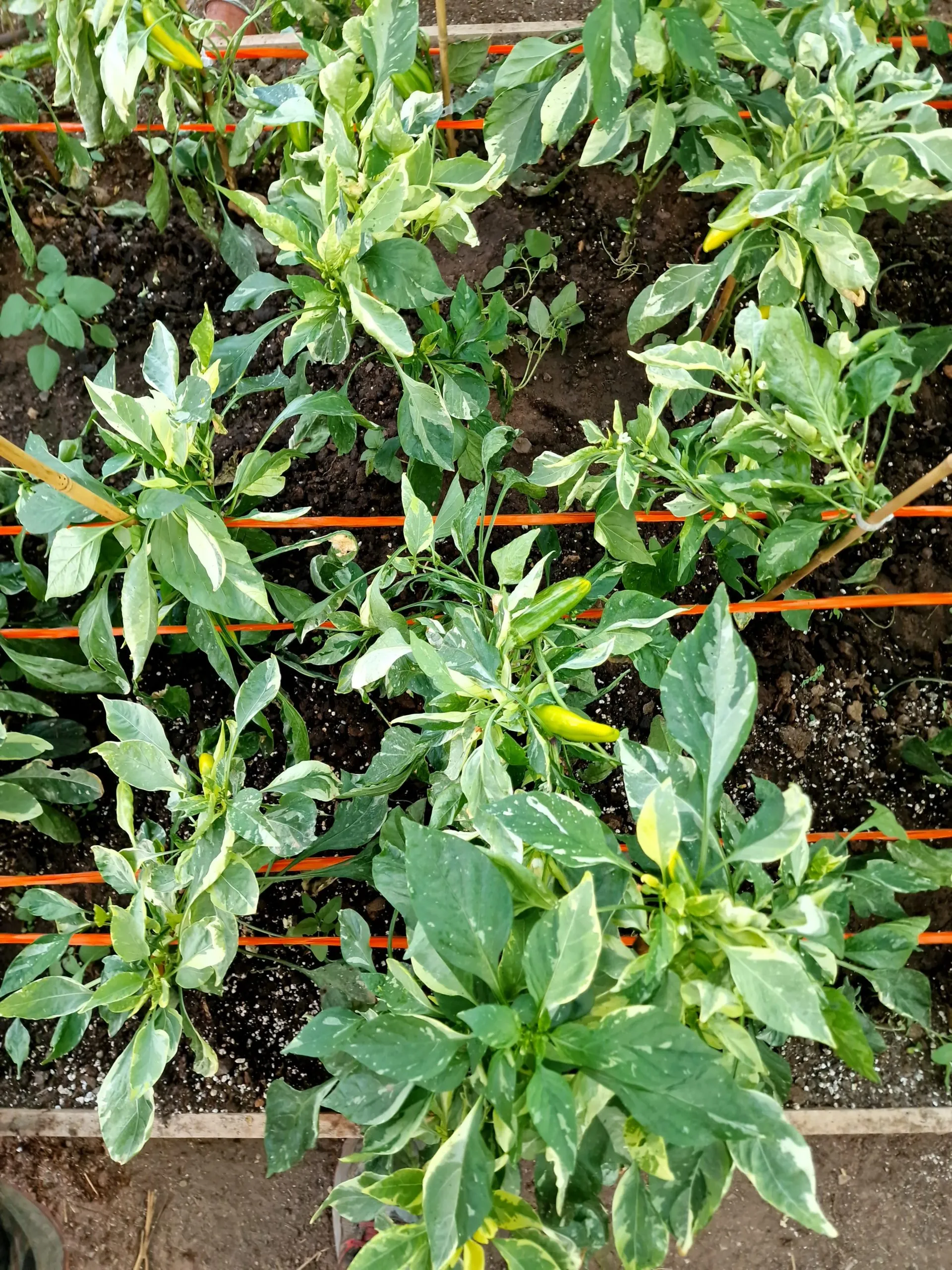 Candy Cane Chocolate Cherry Pepper Seeds - Image 15