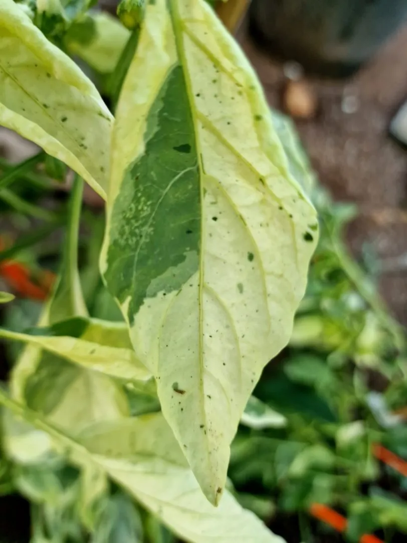 Candy Cane Chocolate Cherry Pepper Seeds - Image 16