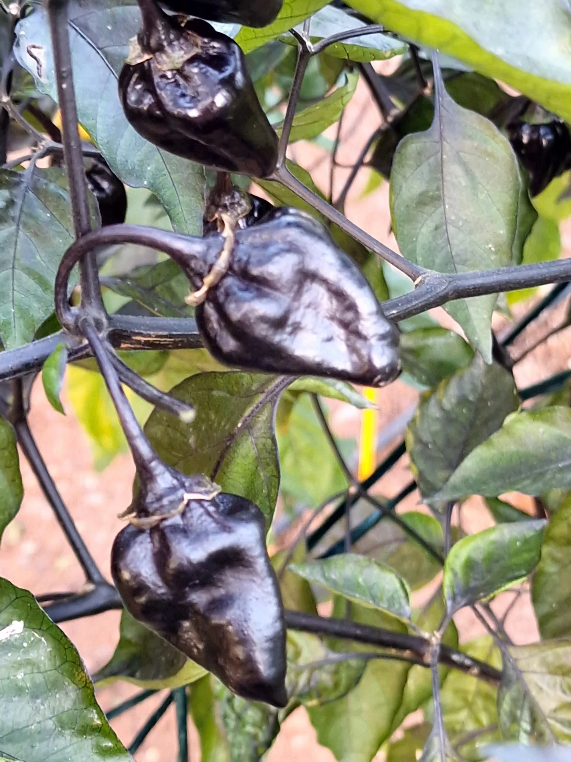 7 Pot BBG Purple Mamp Chilli Seeds - Image 10