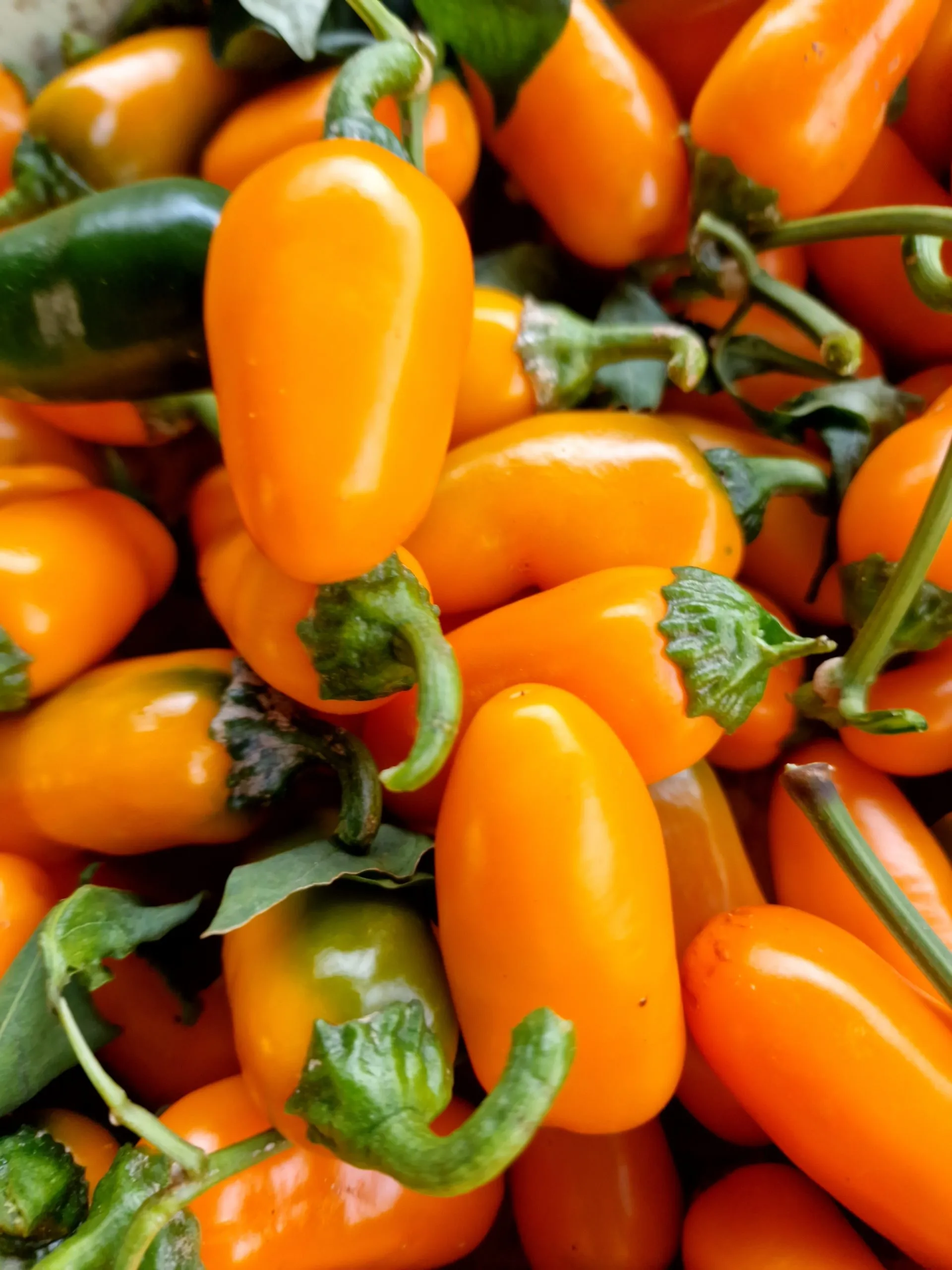 Jalapeno Numex Pumpkin Spice Chilli Seeds - Image 5