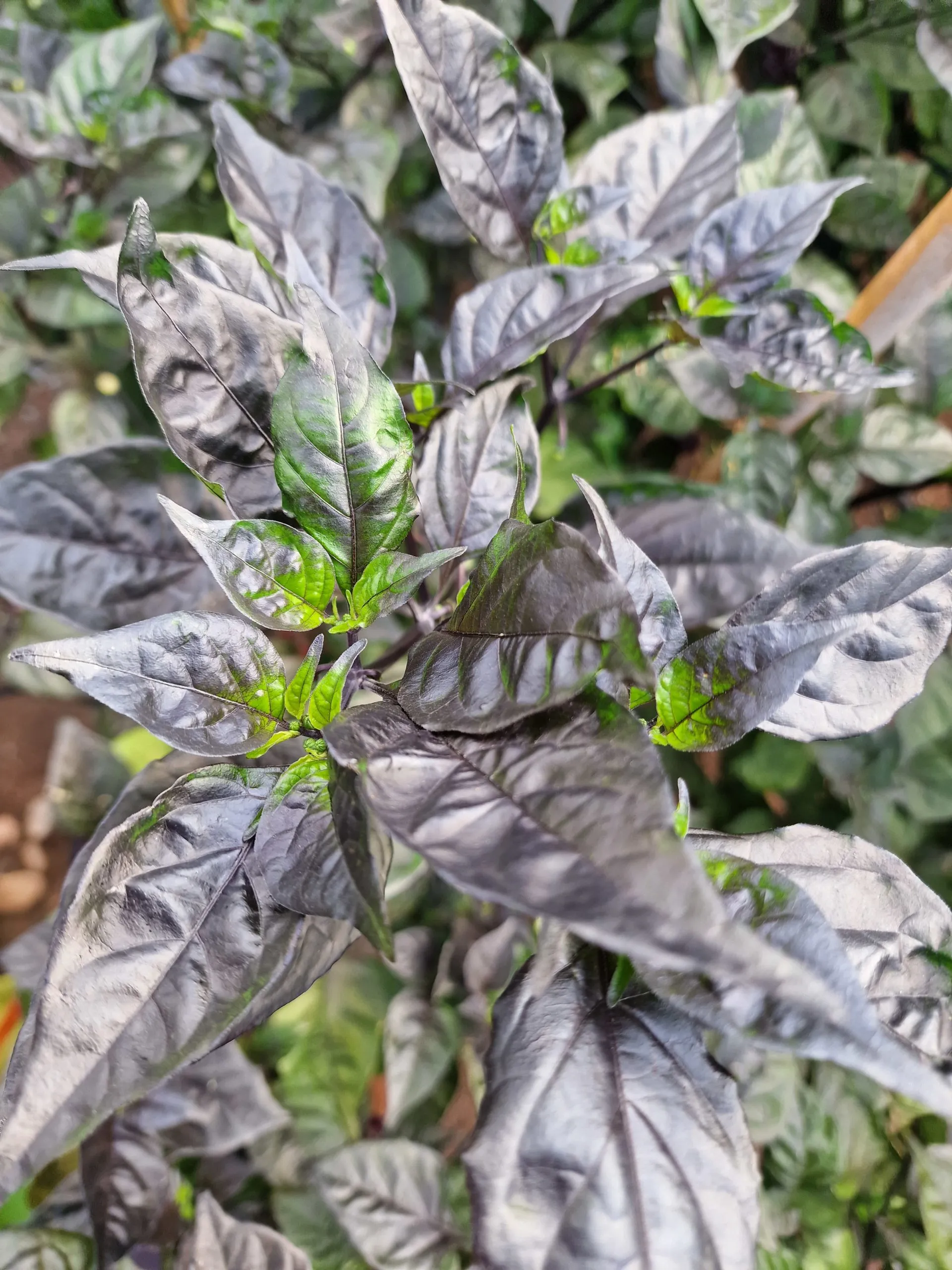 Moruga Blackjack Chilli Seeds - Image 8