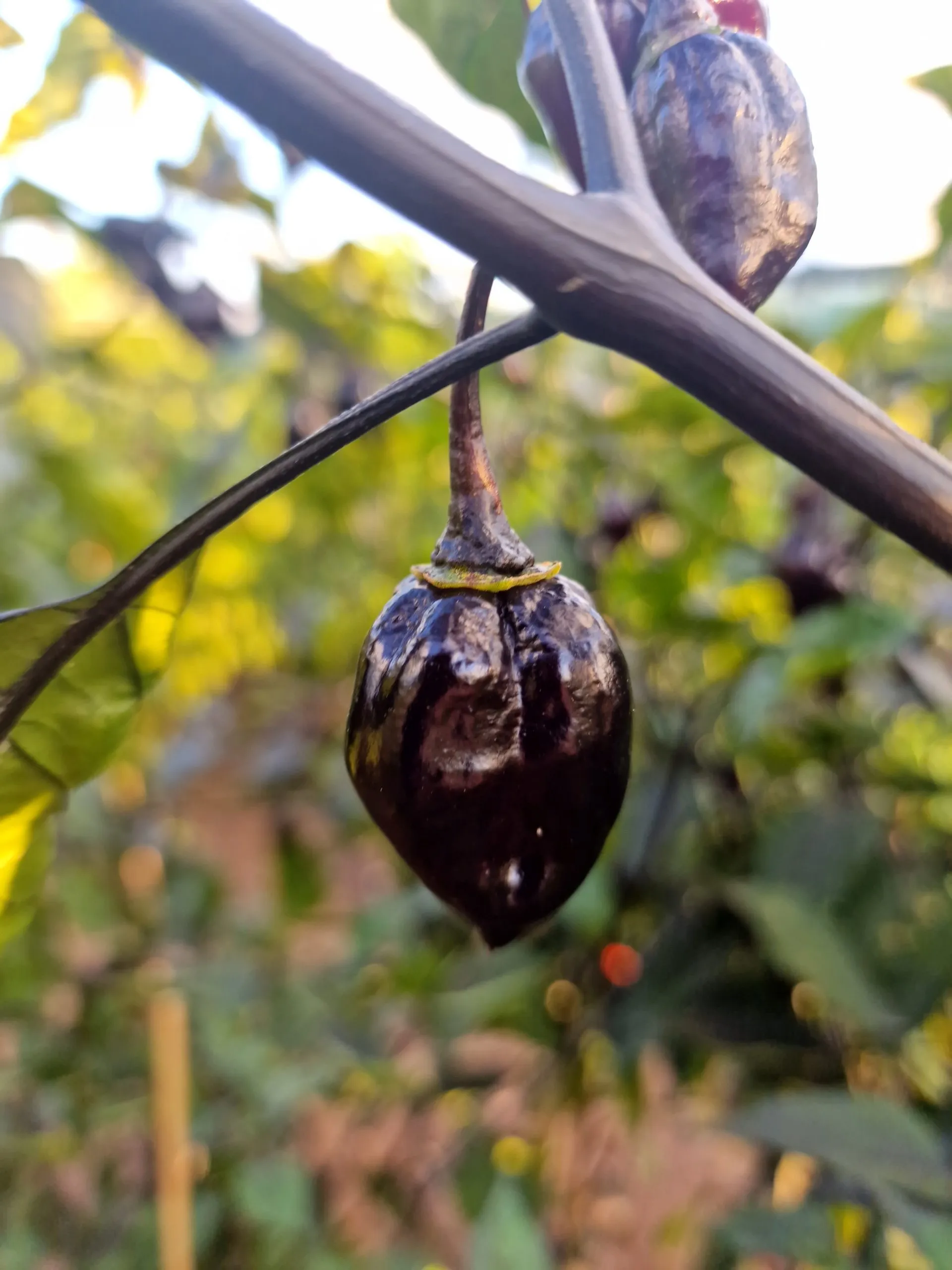 7 Pot BBG Purple Mamp Chilli Seeds - Image 5