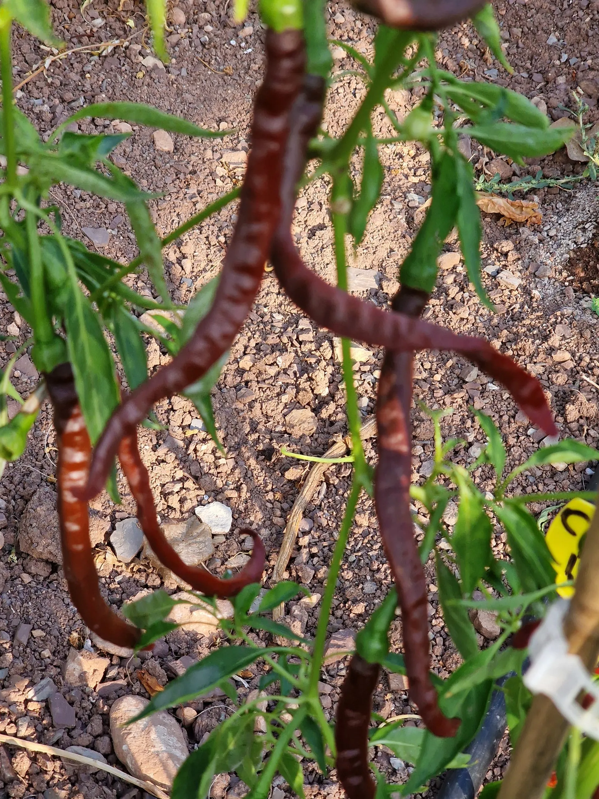 Thunder Cacho Brown Chilli Seeds - Image 2